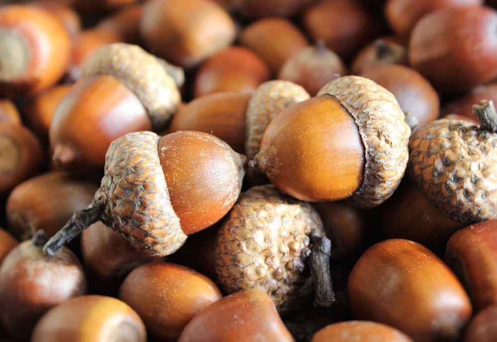 Acorns Galore!