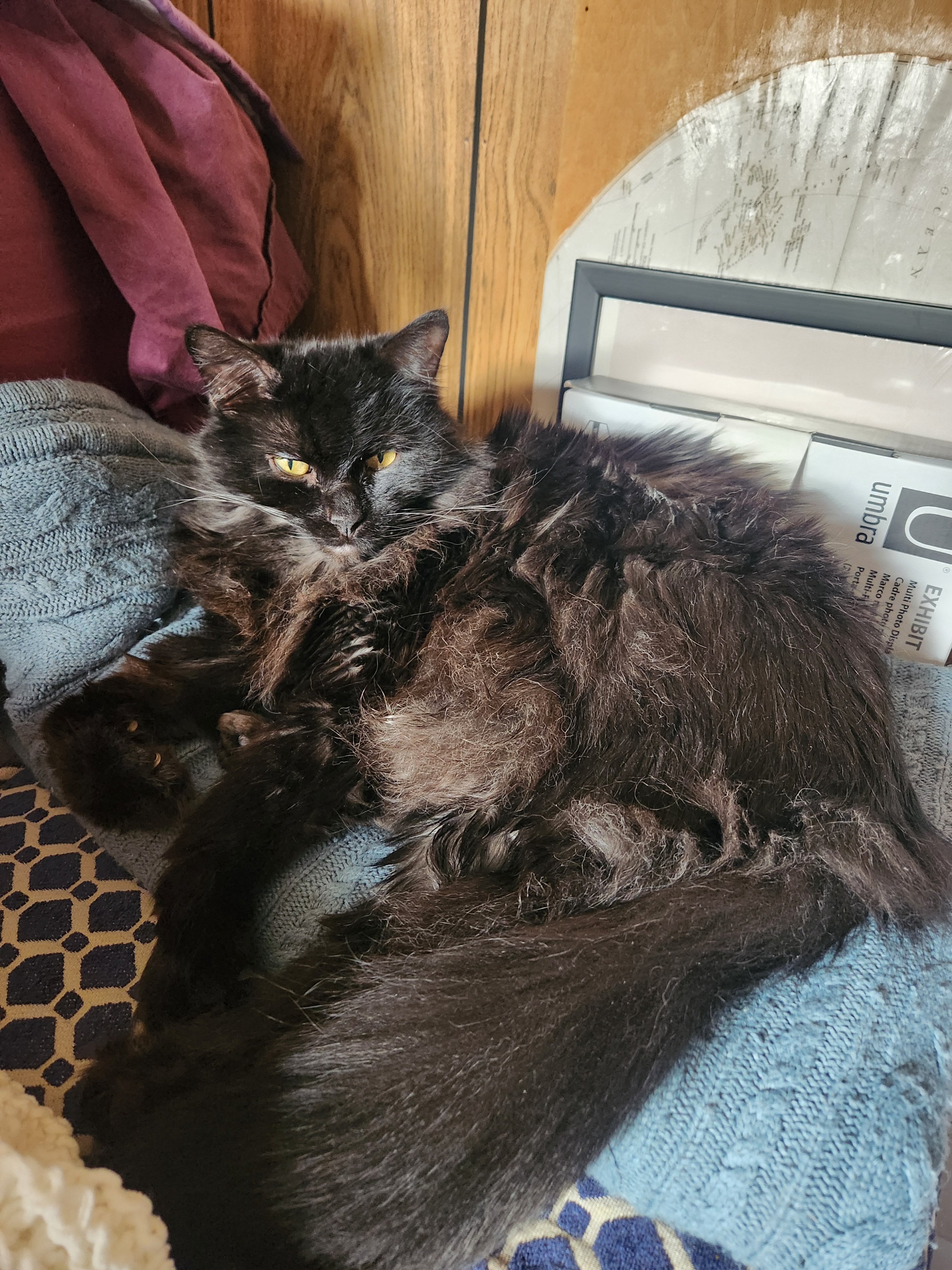 Check Out My Friend's Cat: The Ultimate Photogenic Feline