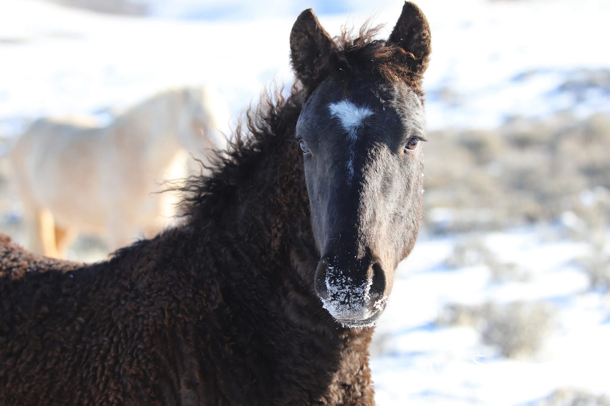 Another Stunning Wild Mustang Moment