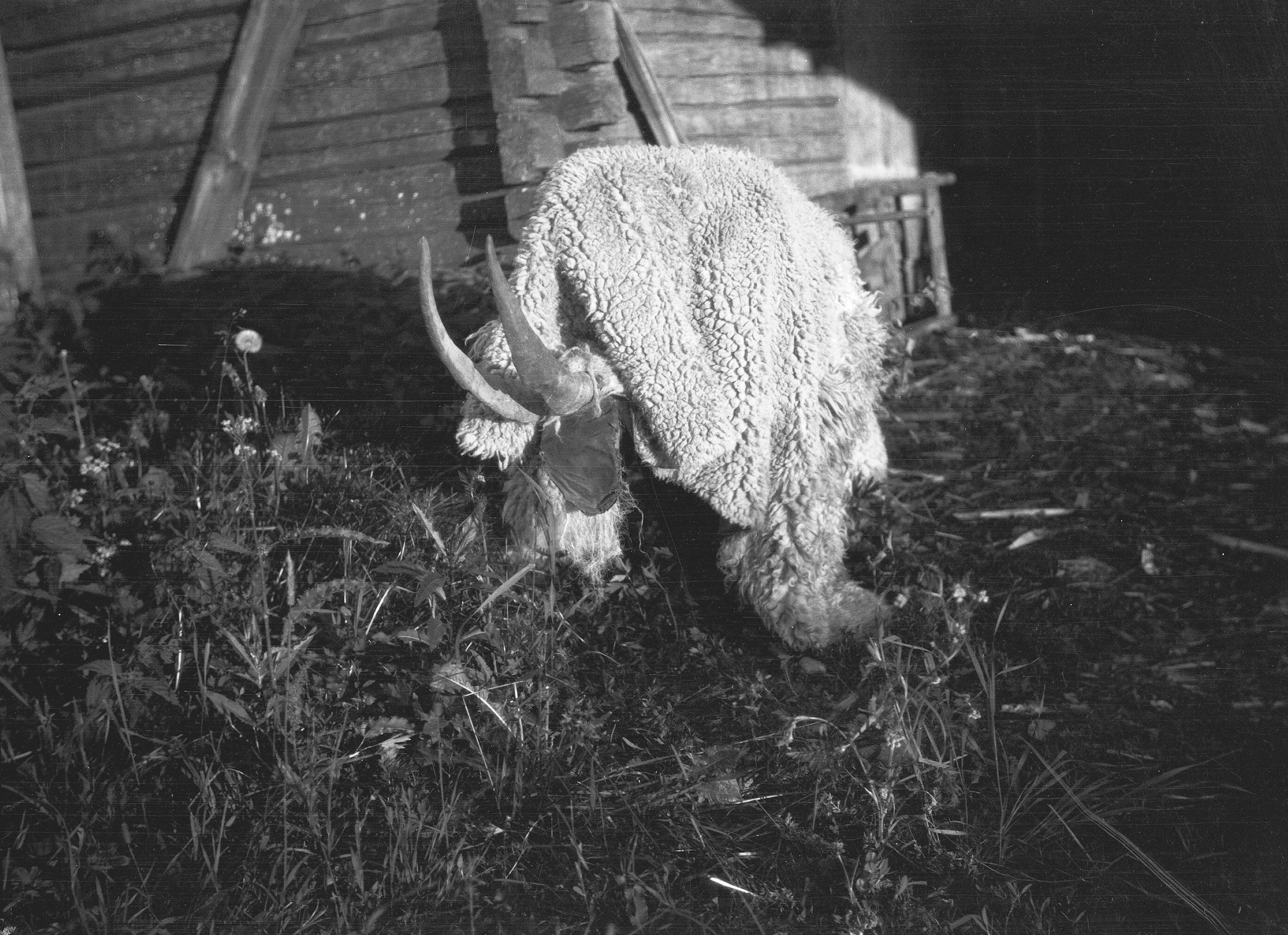 I used to think Krampus was the scariest Christmas tradition, but Finland's nuuttipukit, a goat creature begging for beer and leftovers, takes the cake!