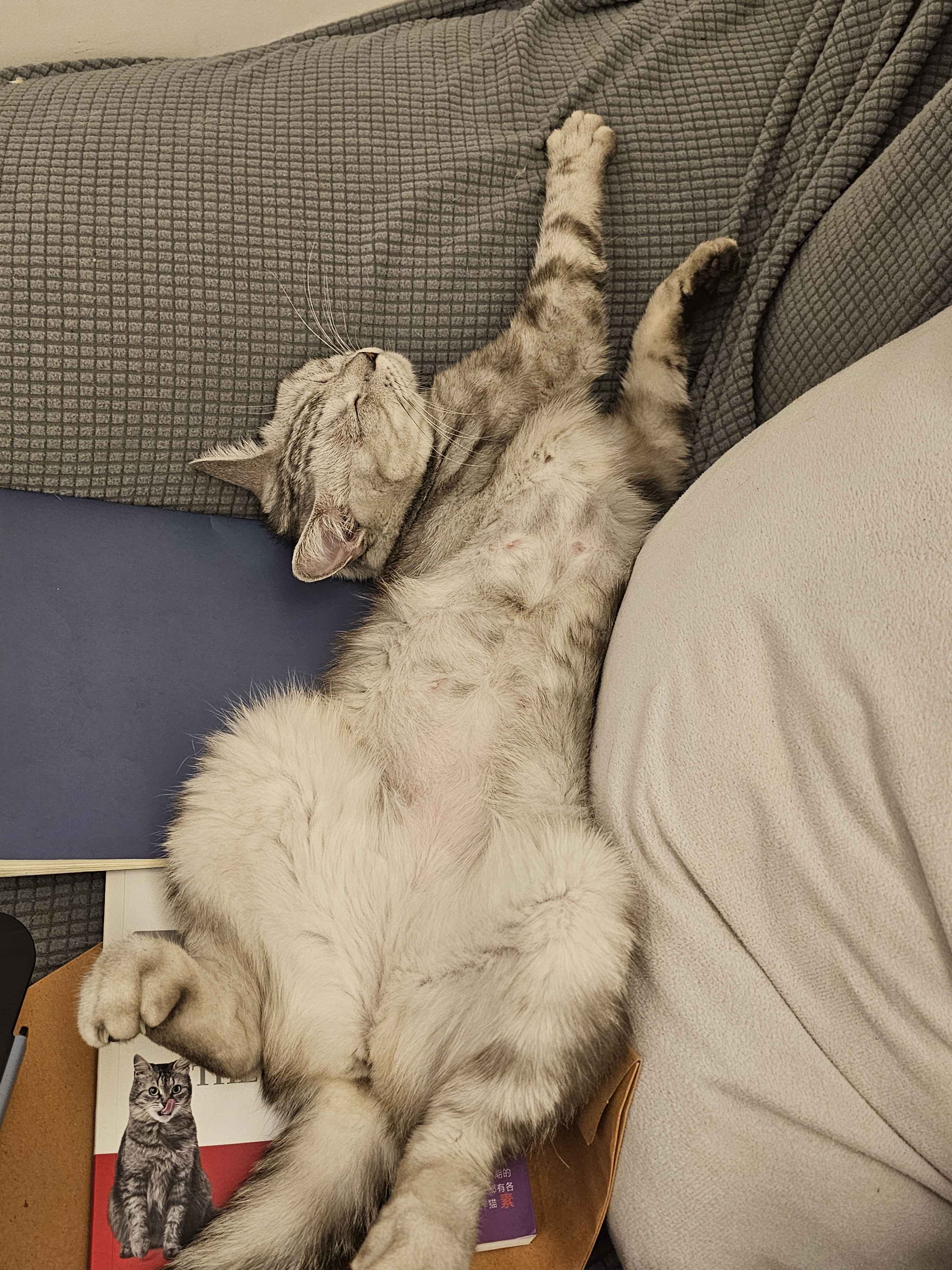 The Best Cat Ever: A Feline Superstar!