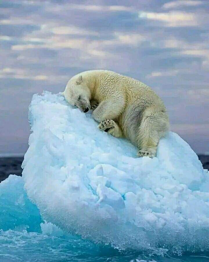 A polar bear taking a break wins the Photography of the Year Award!