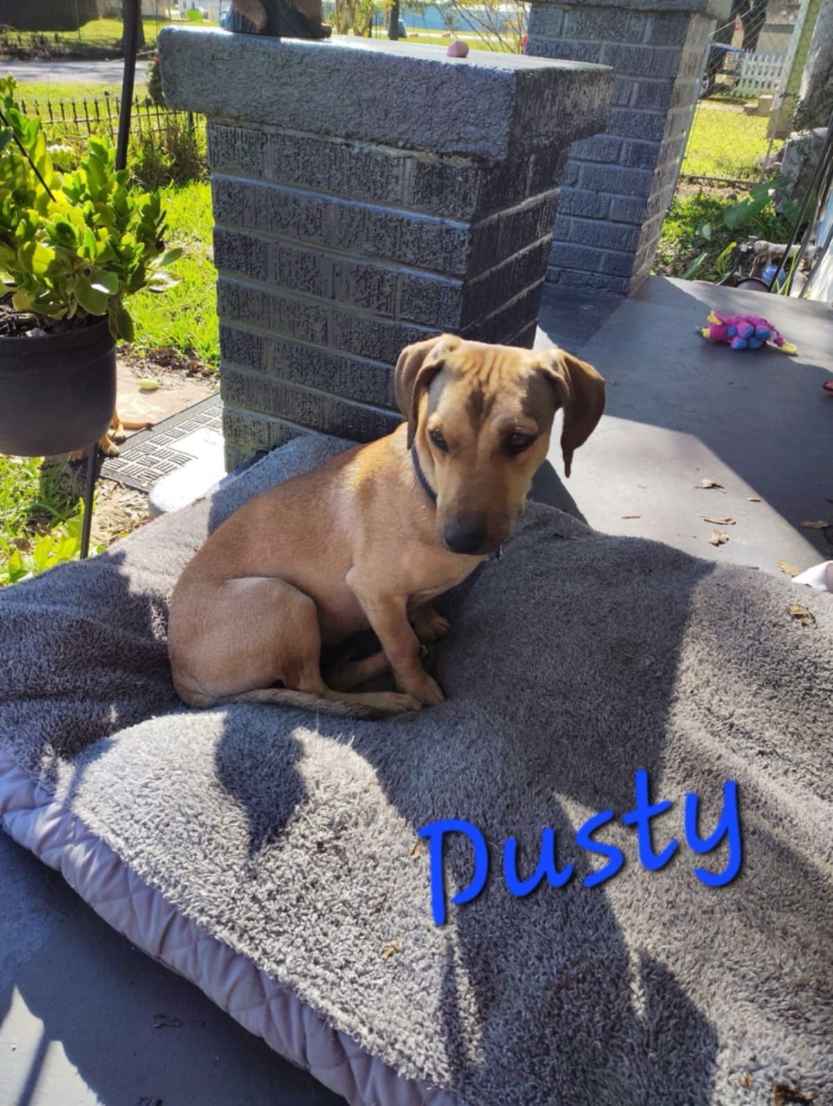 Meet Dusty: The Adorable Companion