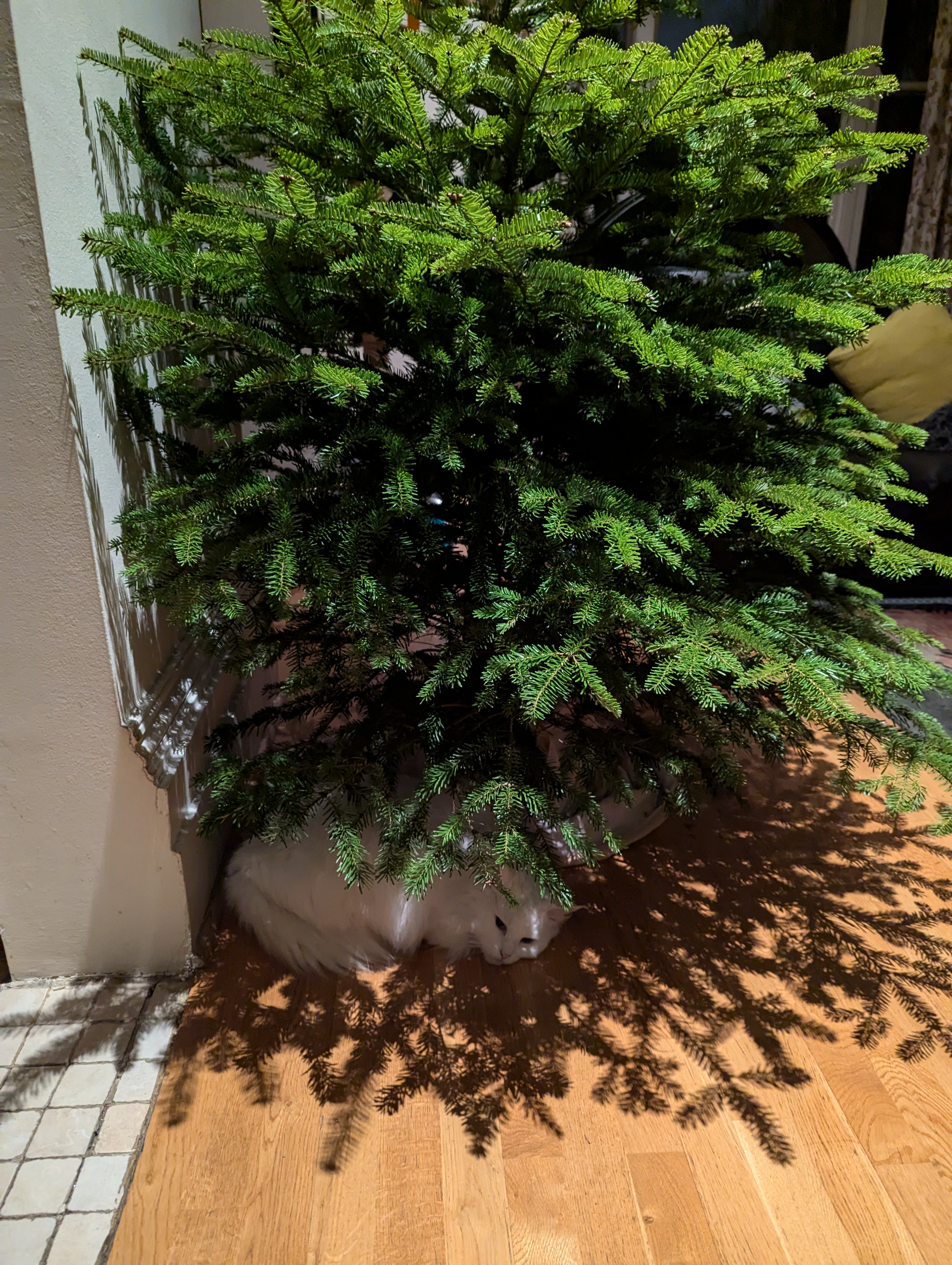 Who Knew Norwegian Forest Cats Love Sleeping Under the Tree? Time to Decorate!