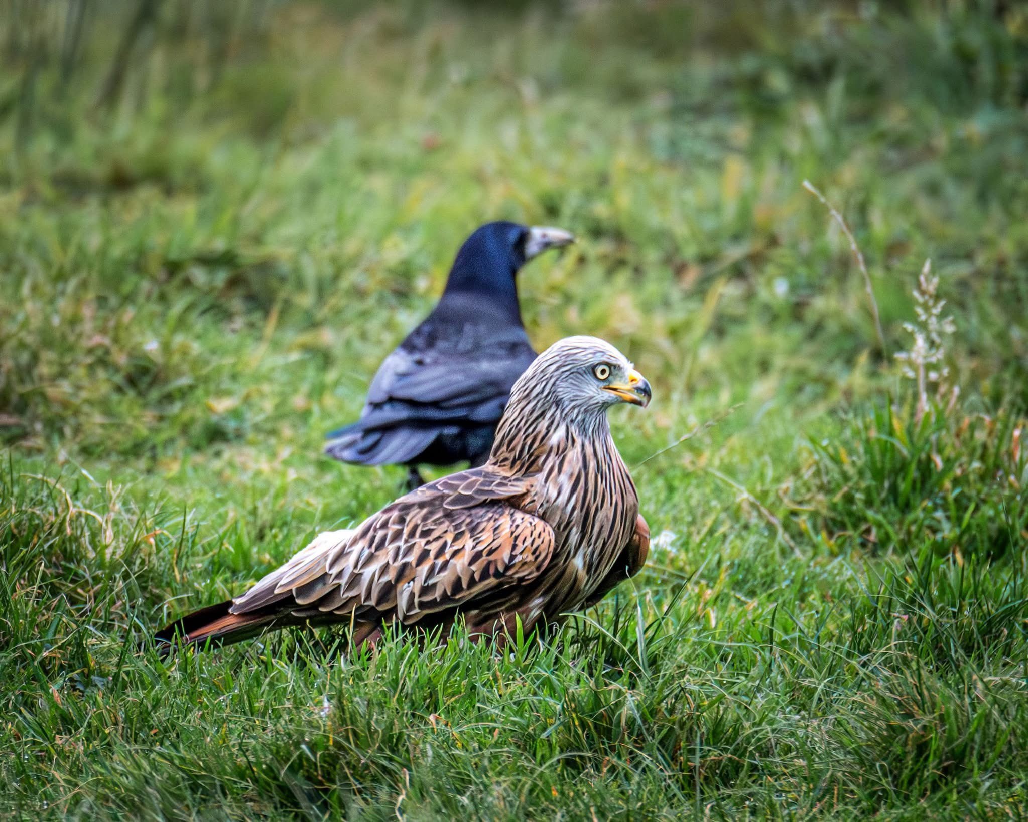 The Majestic Red Kite and the Clever Rook