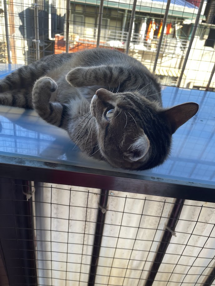 Adorable Feline Alert: It's a Cat!