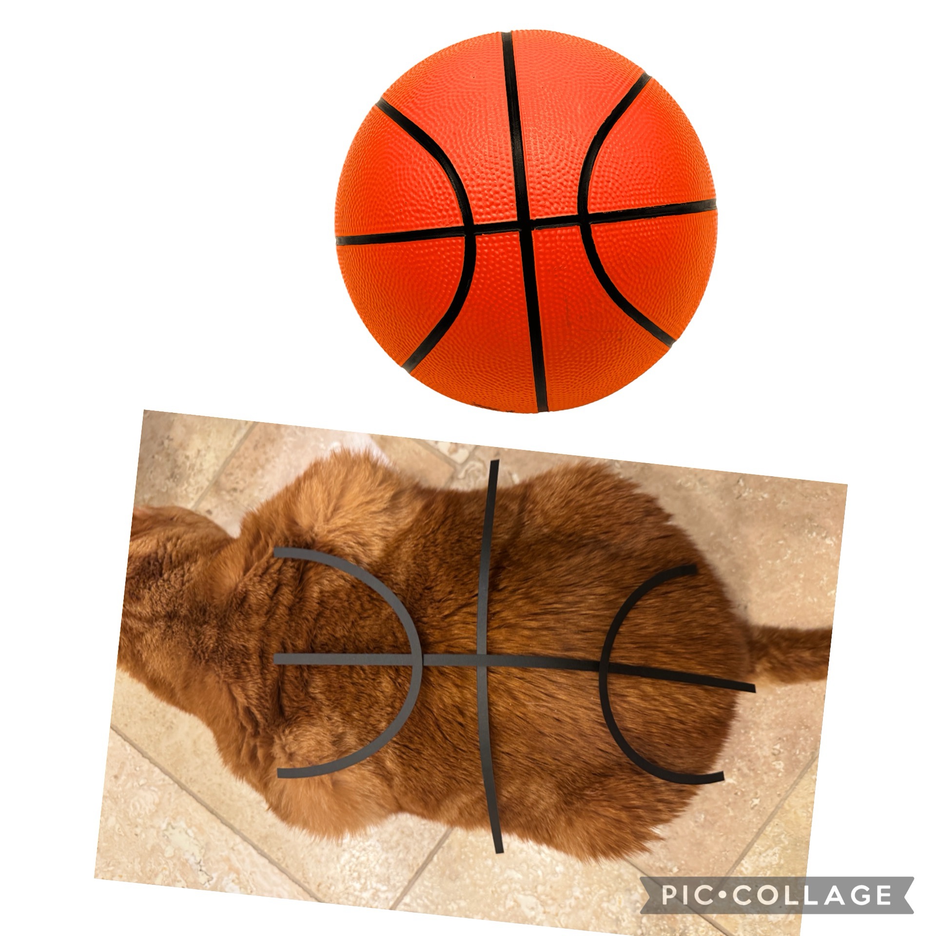 Chonktastic Basketball Fun!
