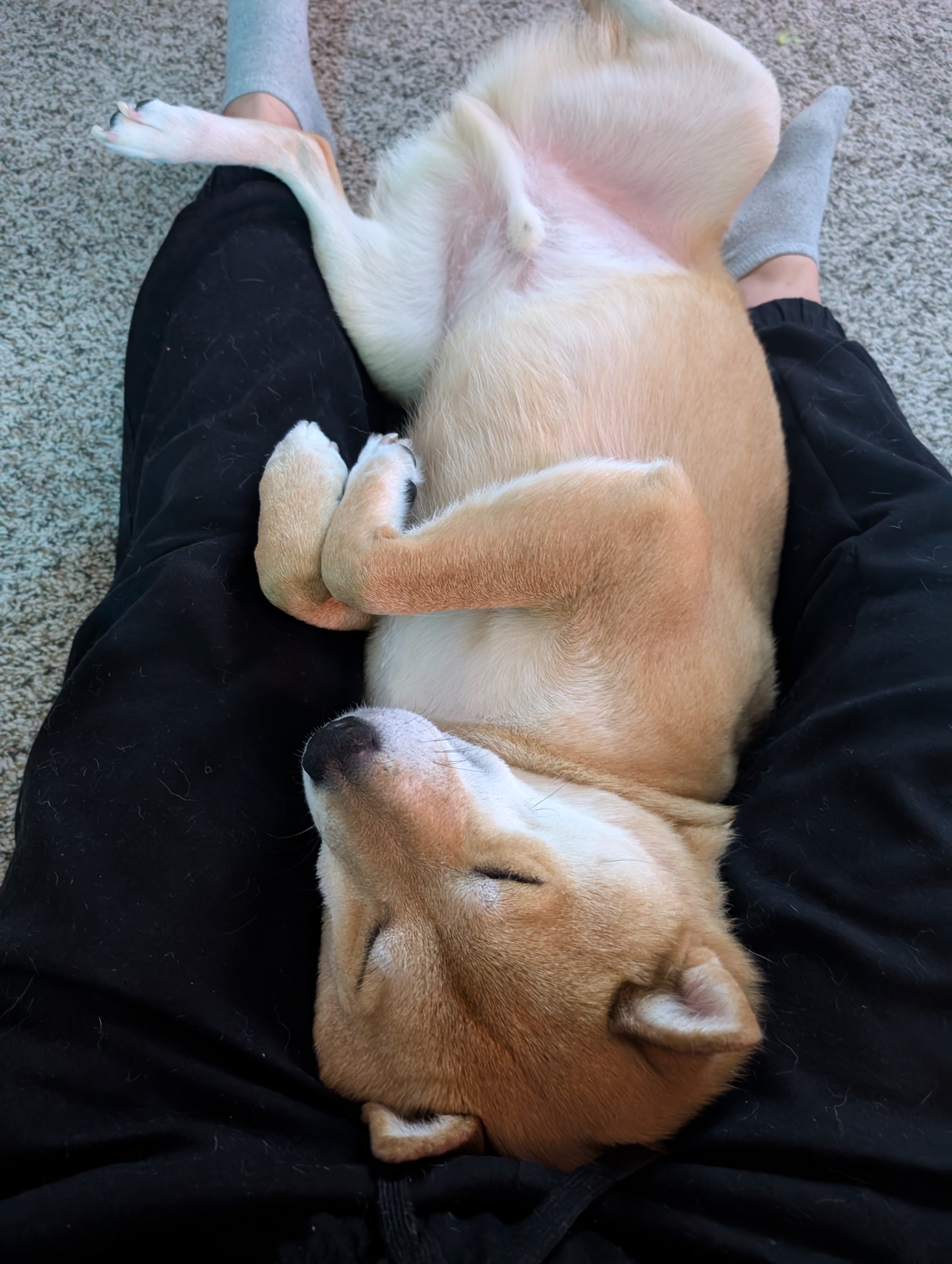 This heavy cuddler shibe is ready to snuggle up!