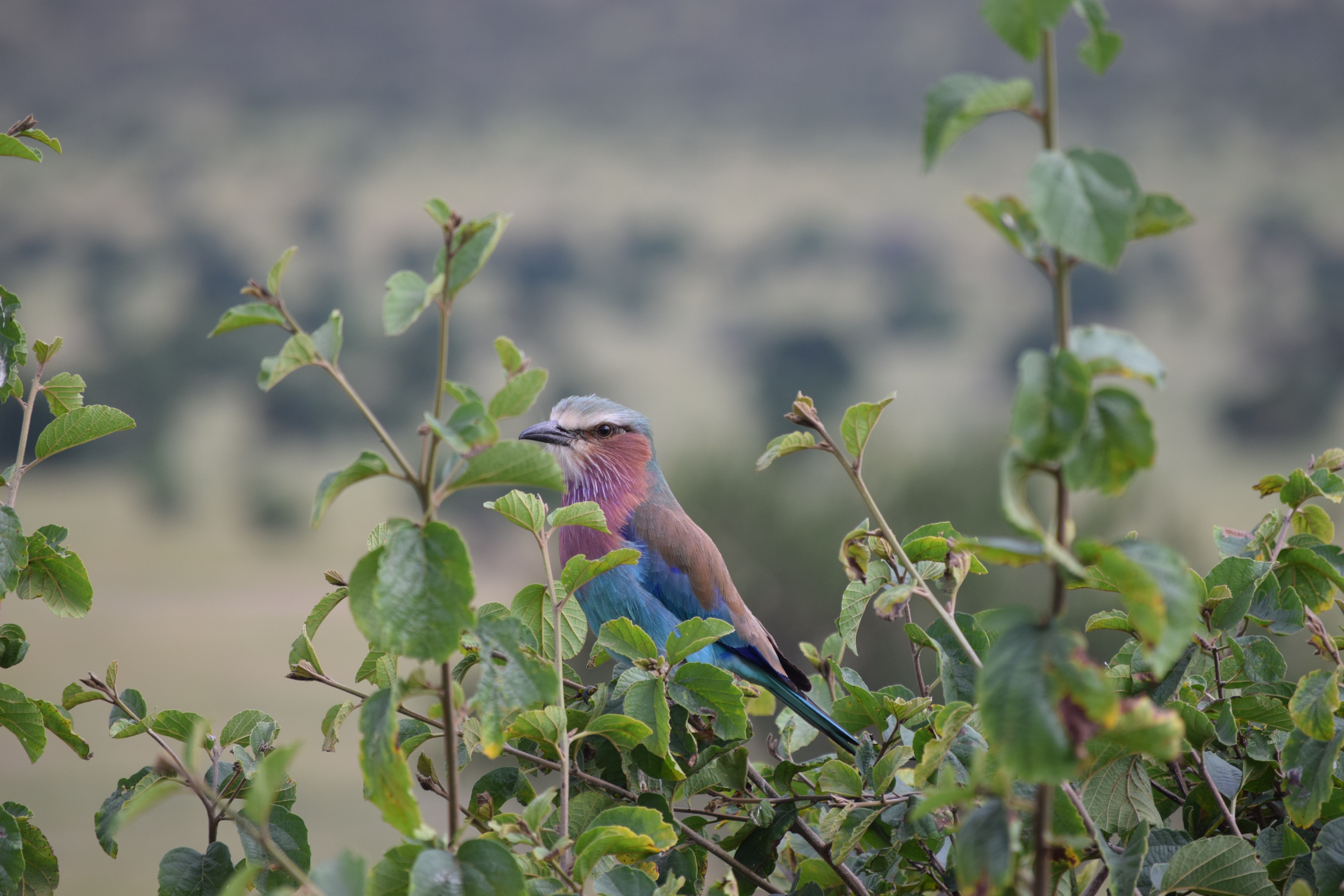 Stunning African Bluebird in Its Habitat