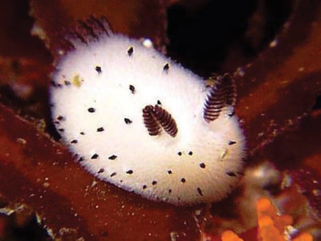 Meet the Adorable Sea Bunny