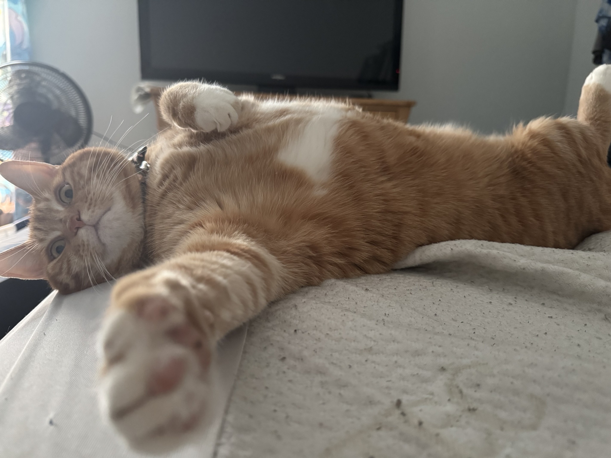 Celebrating Caturday with Furry Friends