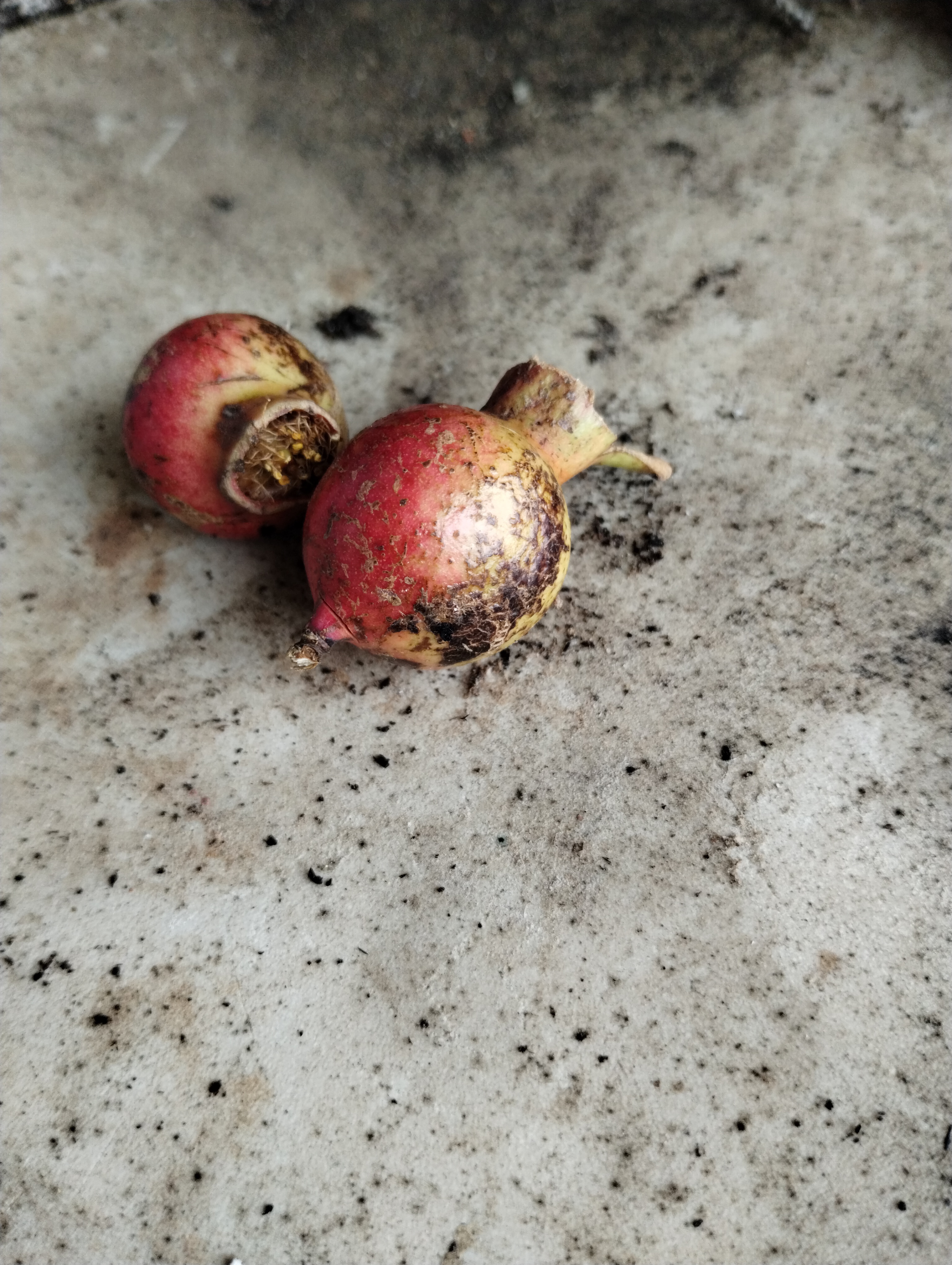 Explosive Surprises: Granadas!