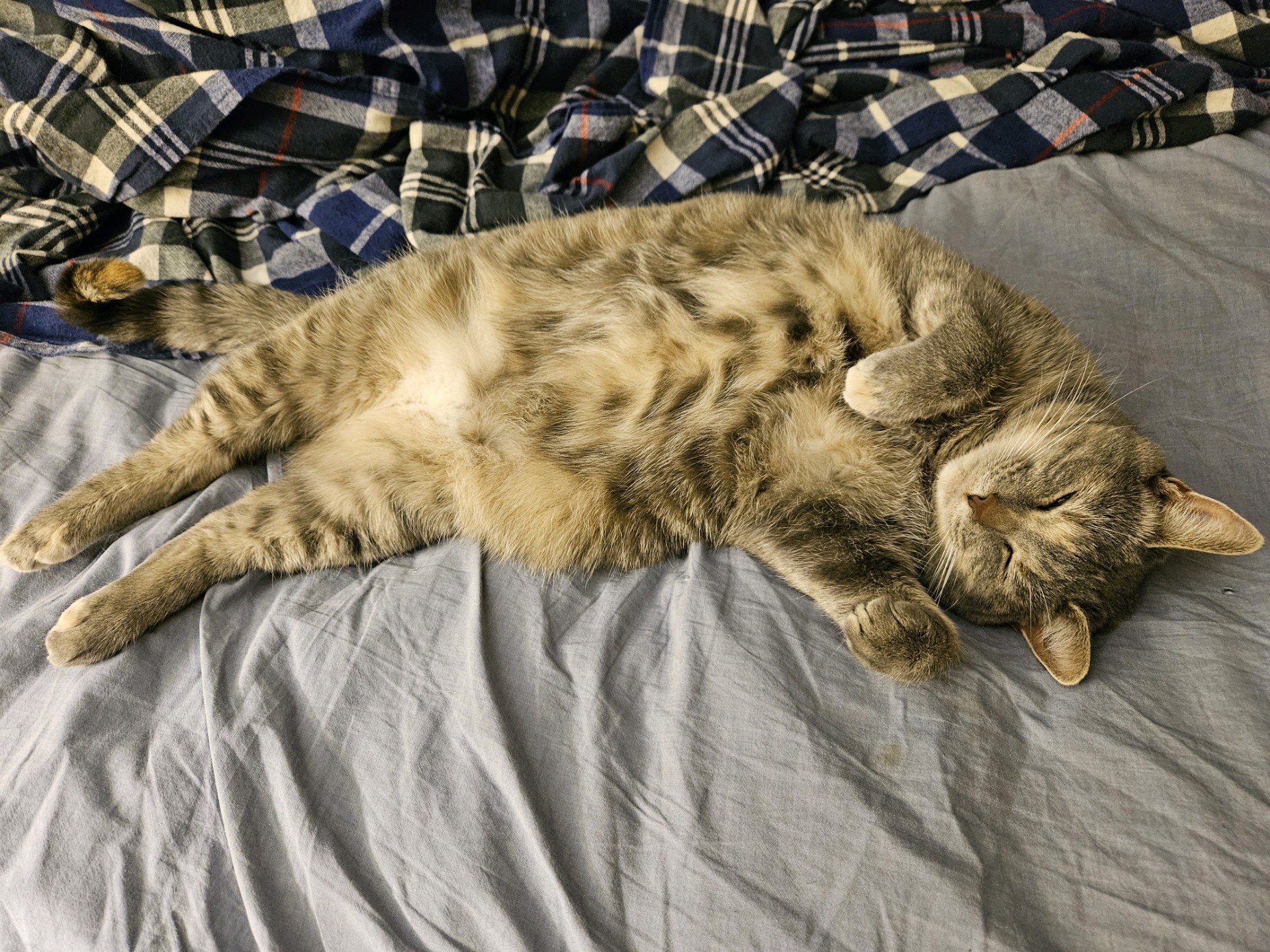 A daily dose of cat cuteness to brighten your day