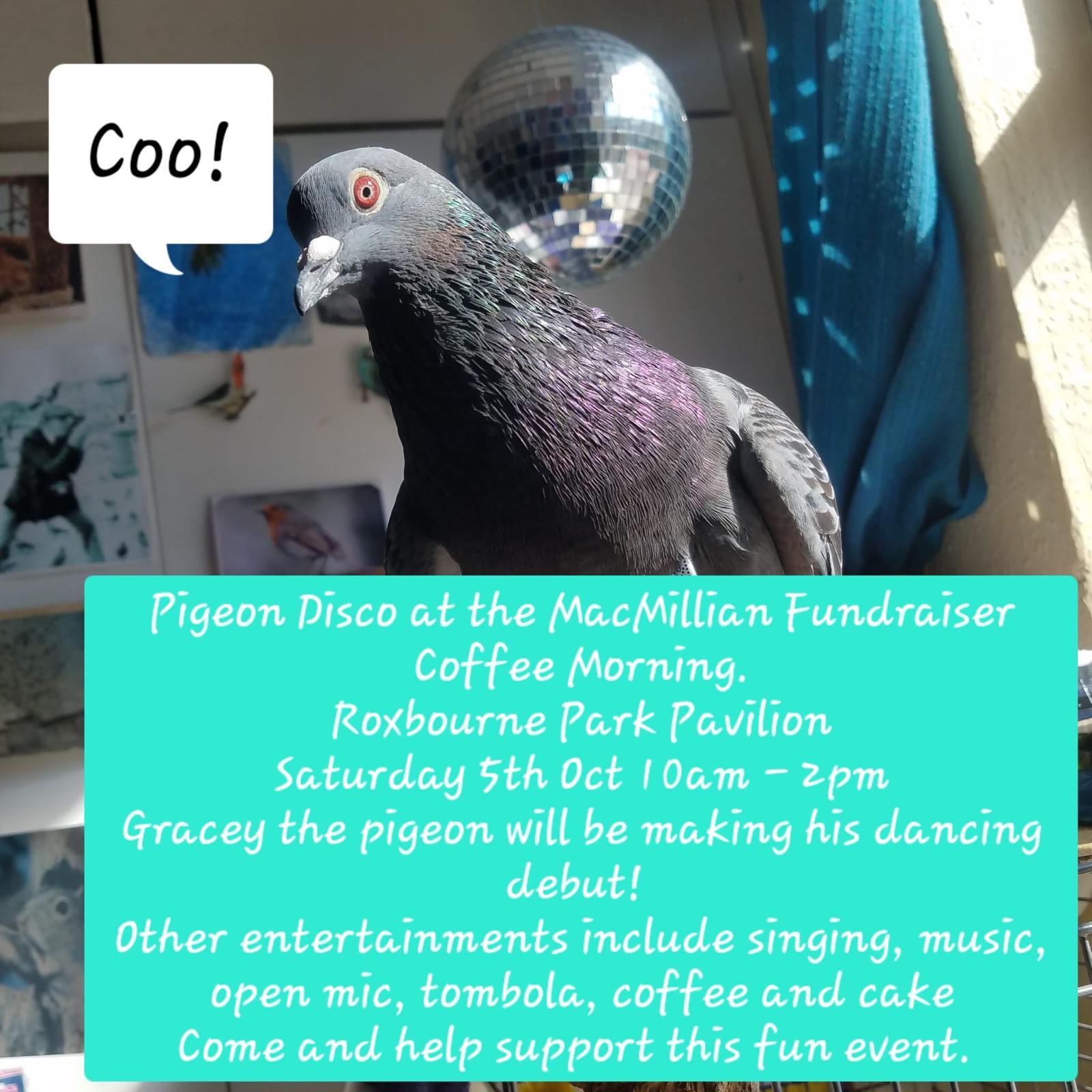 Join the Pigeon Disco: An event poster you can't miss!