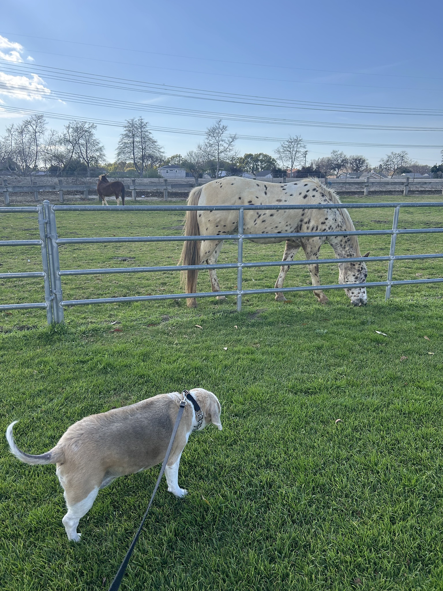 When a Beagle Crosses Paths with BoJack