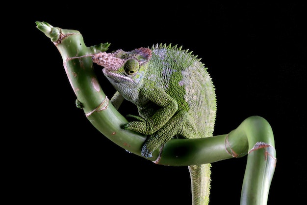 The Chameleon: Nature's Master of Disguise