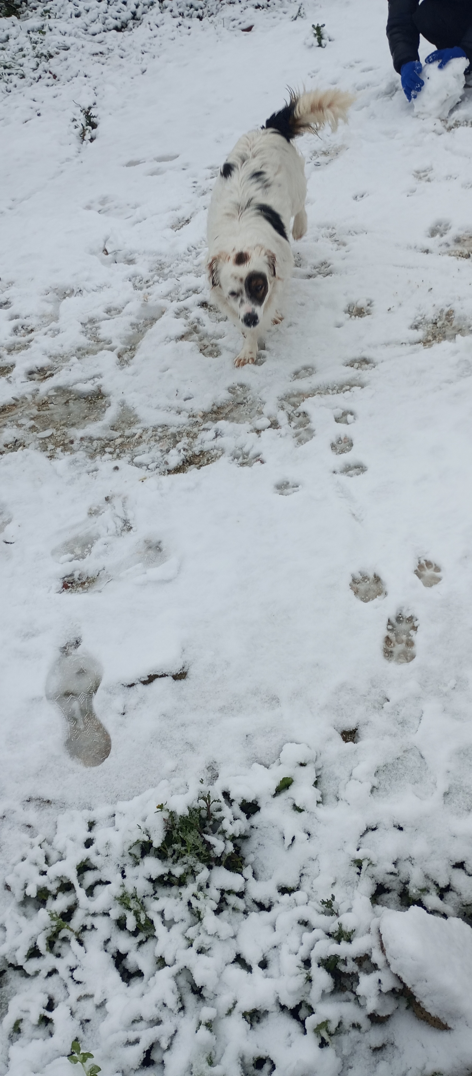 Rex: The Mysterious Call of the Wild