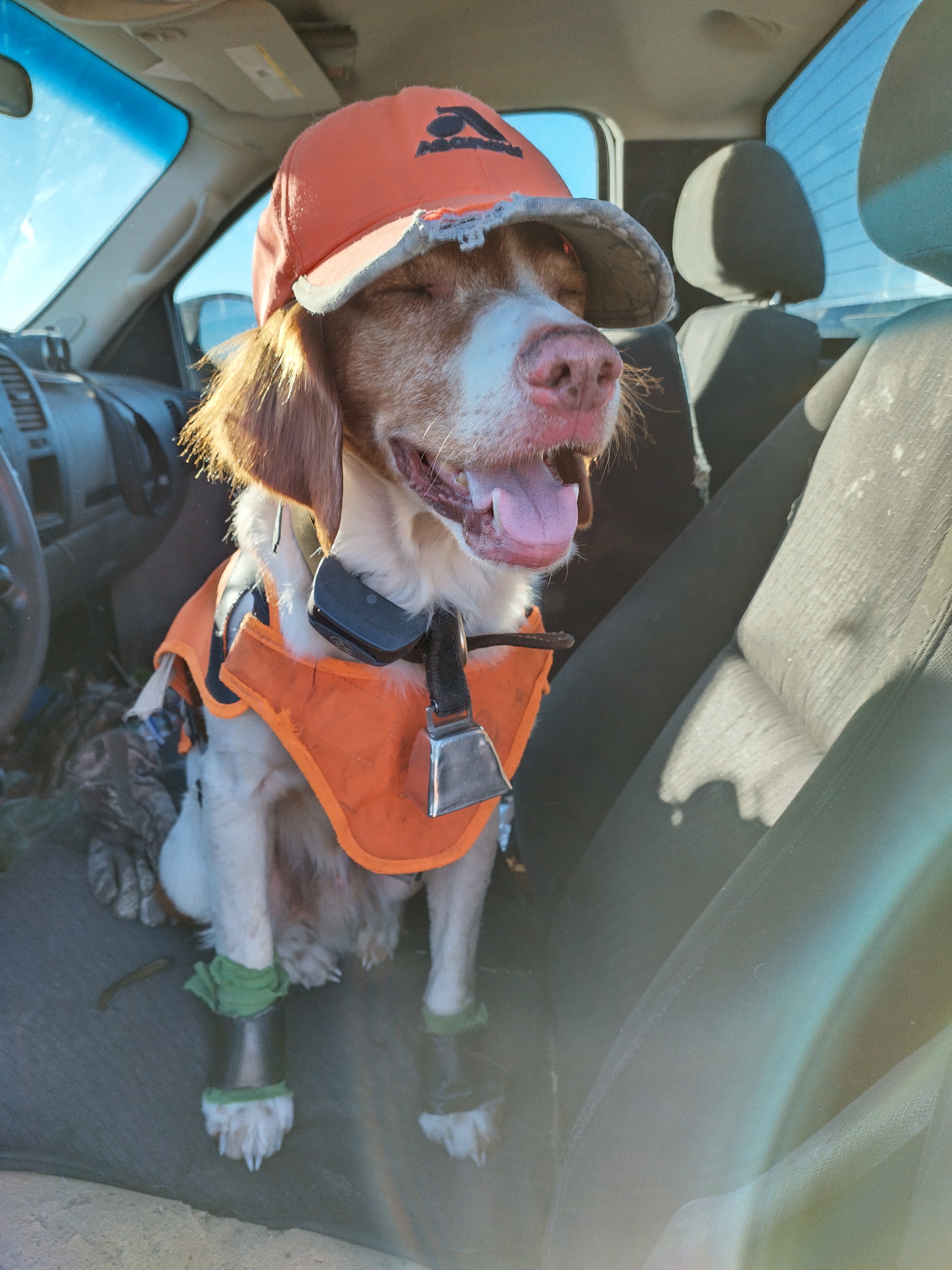 The Dedicated Hunting Dog