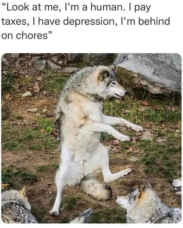 Wolfie Out There, Making a Statement