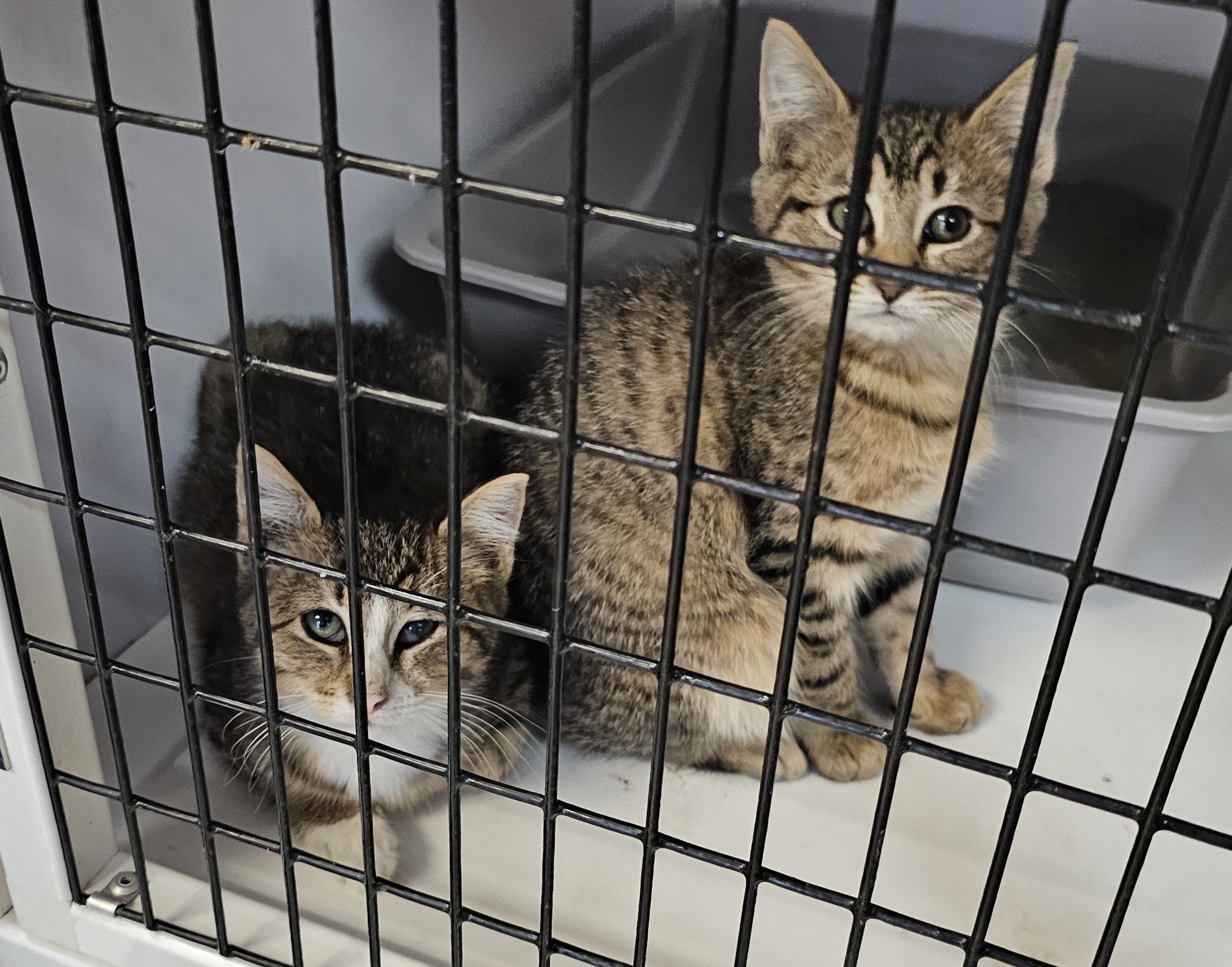 These two adorable pups just arrived at the shelter, around 11 weeks old