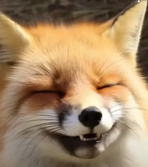 Joyful Fox Spreading Happiness