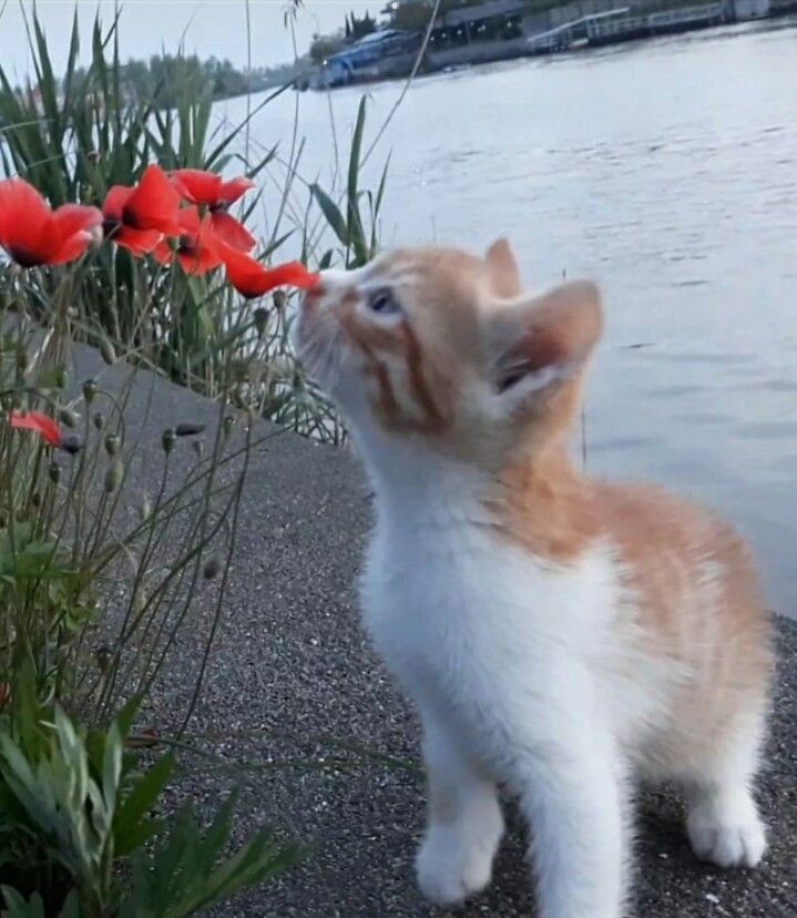 Crying Cat: A Heartfelt Moment