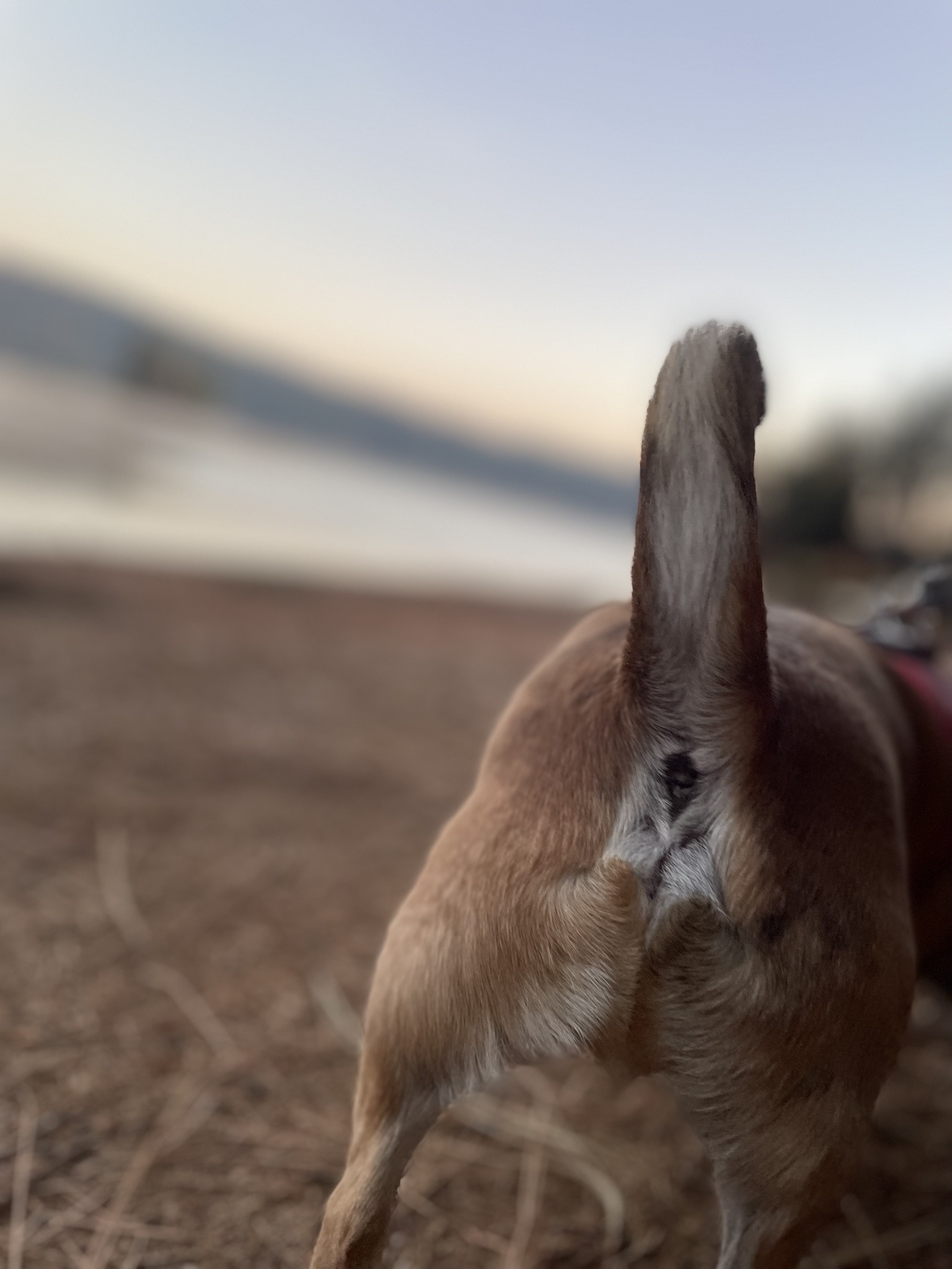 Capturing Canine Charm: A Dog Portrait