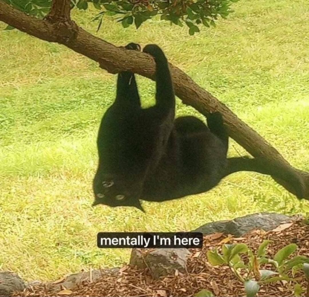 A curated collection of memes to get us through tough times