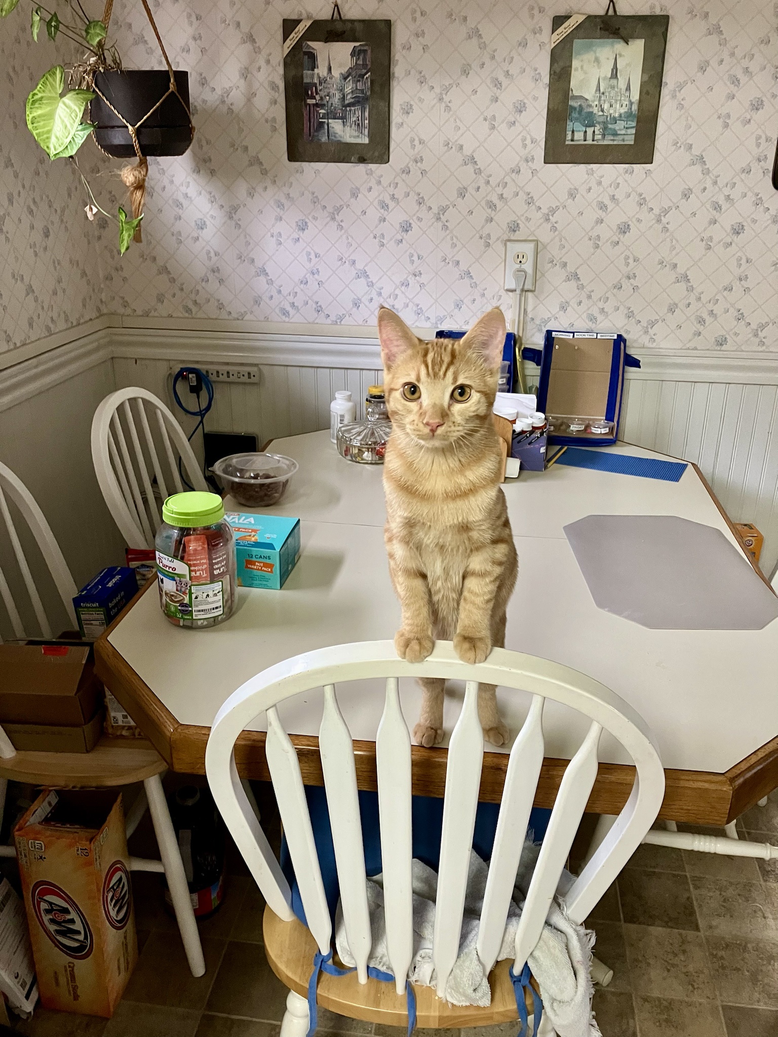 Can I Please Have More Treats, Ma'am?