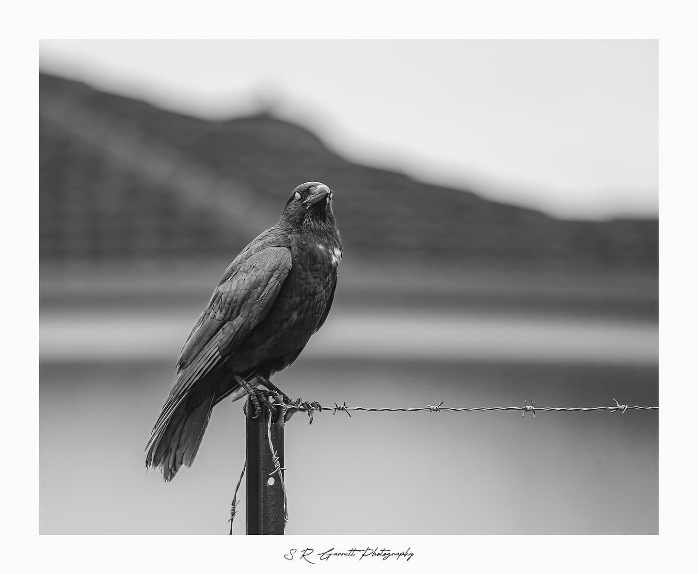 The Mysterious Crow: A Symbol of Intrigue