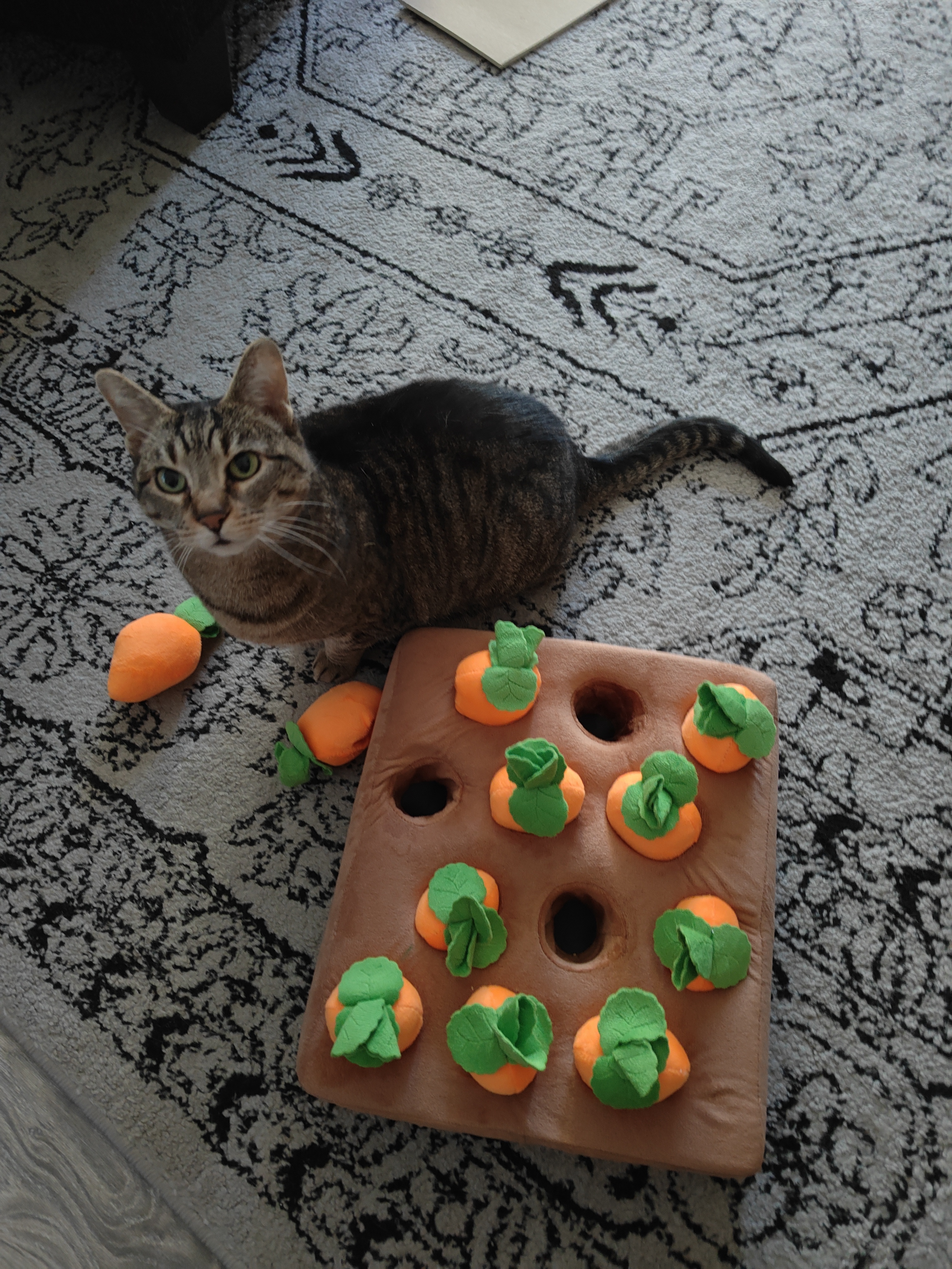 Cheers to 16 Years, Imgur! Farmer Kibby Celebrates with Carrots!