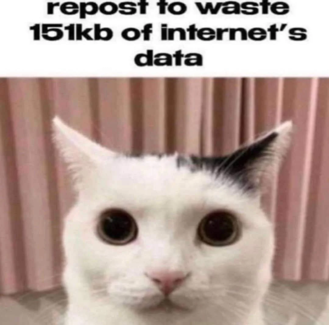The Purrfect Meow Moment