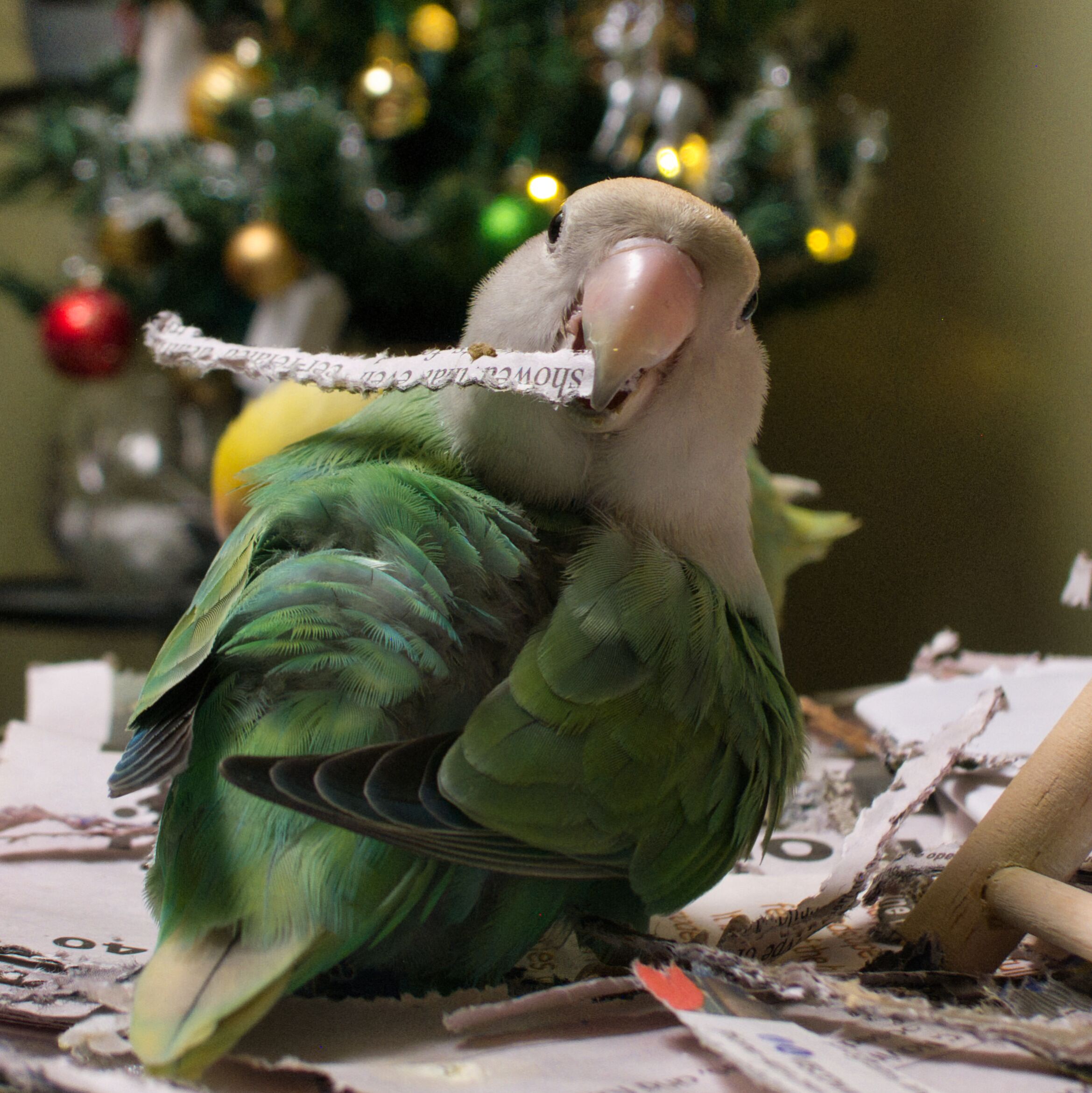 Merry Christmas from the lovebirds! #awww #petshow #Lumix