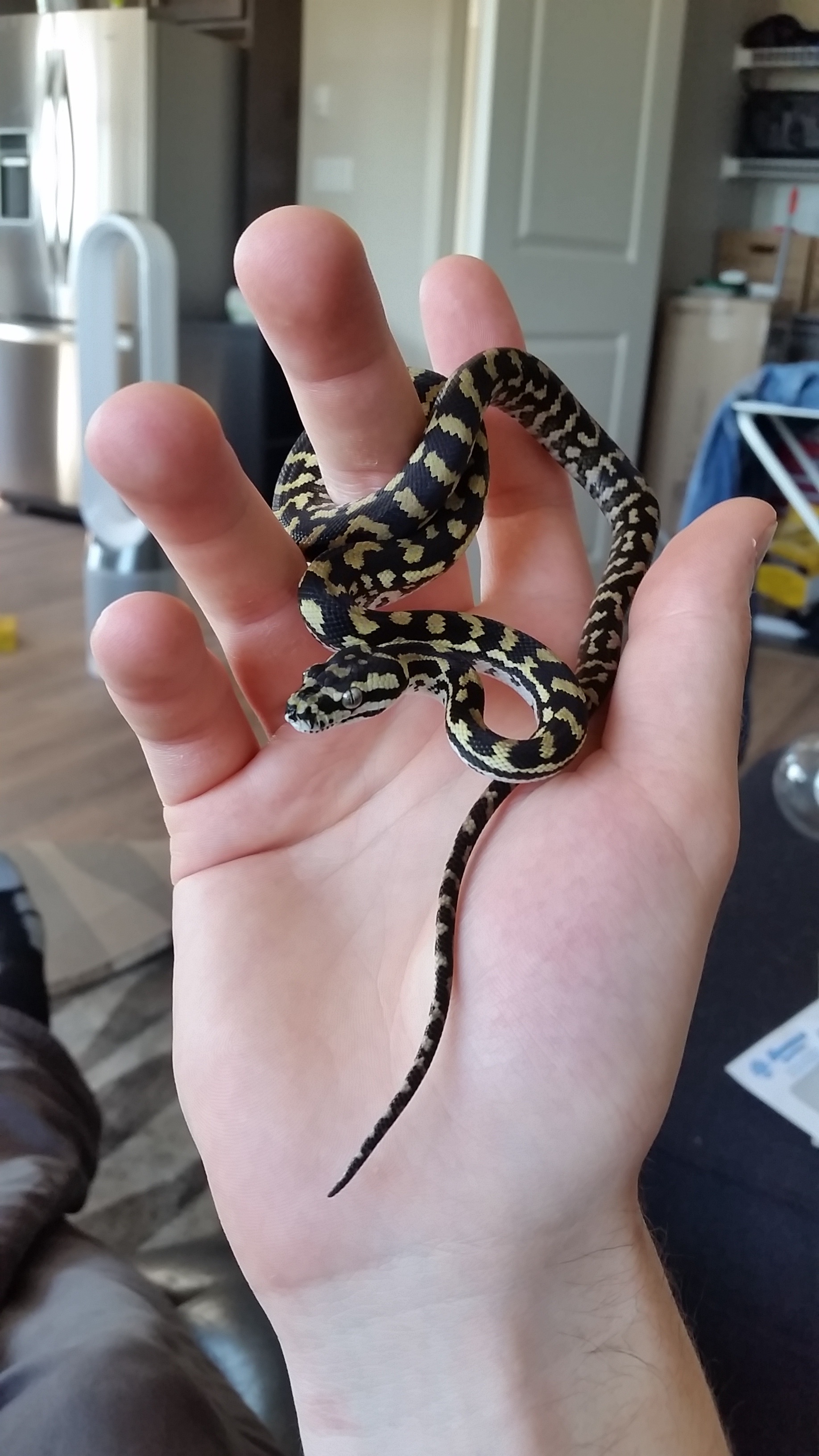 Meet the adorable little noodle! :)