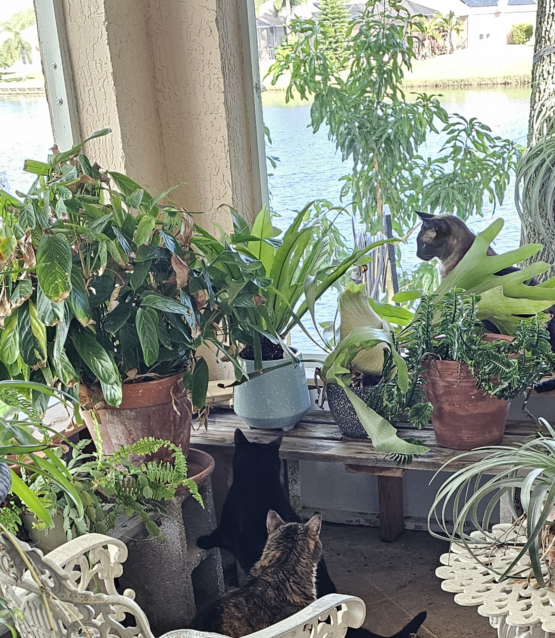 Happy Caturday! Soaking Up the Sunshine and Fresh Air