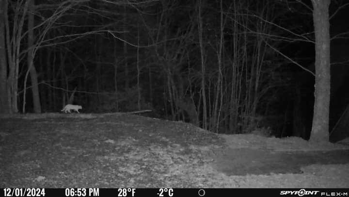 Spotted: A Majestic Big Cat in Jackson County, North Carolina