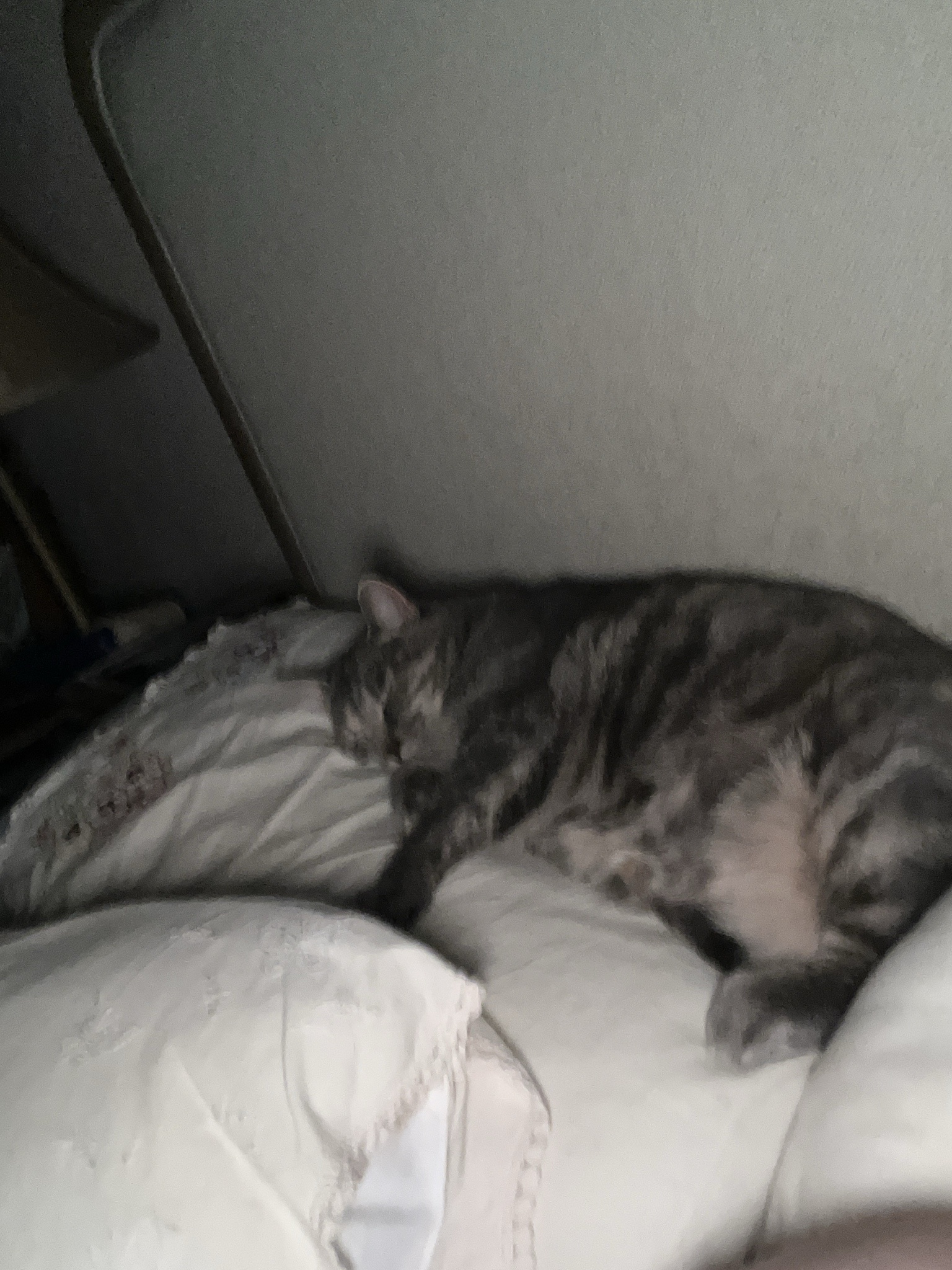 A Daily Dose of Cat Cuteness to Brighten Your Day