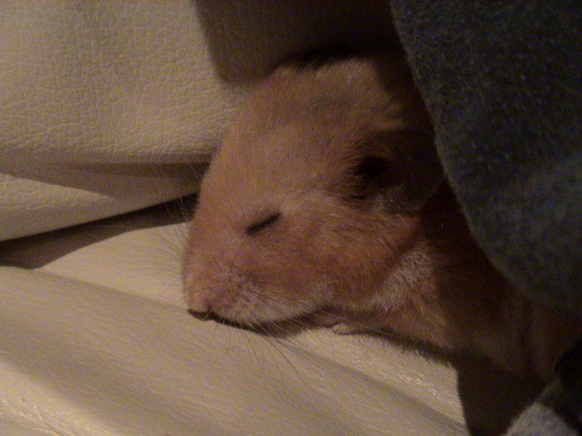The Cutest Hamster in Dreamland