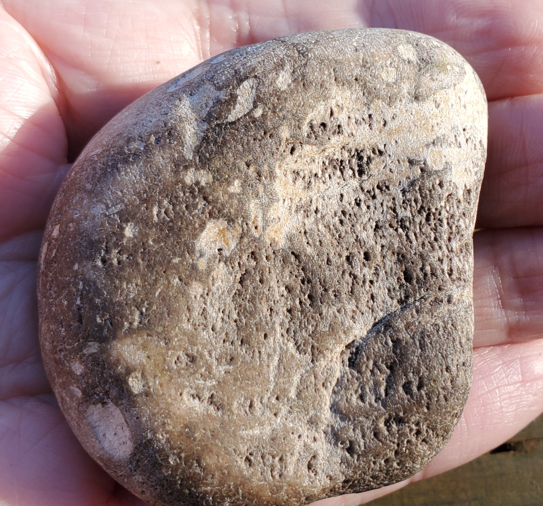 Mystery on the Oregon Coast: Animal or Vegetable Fossil?