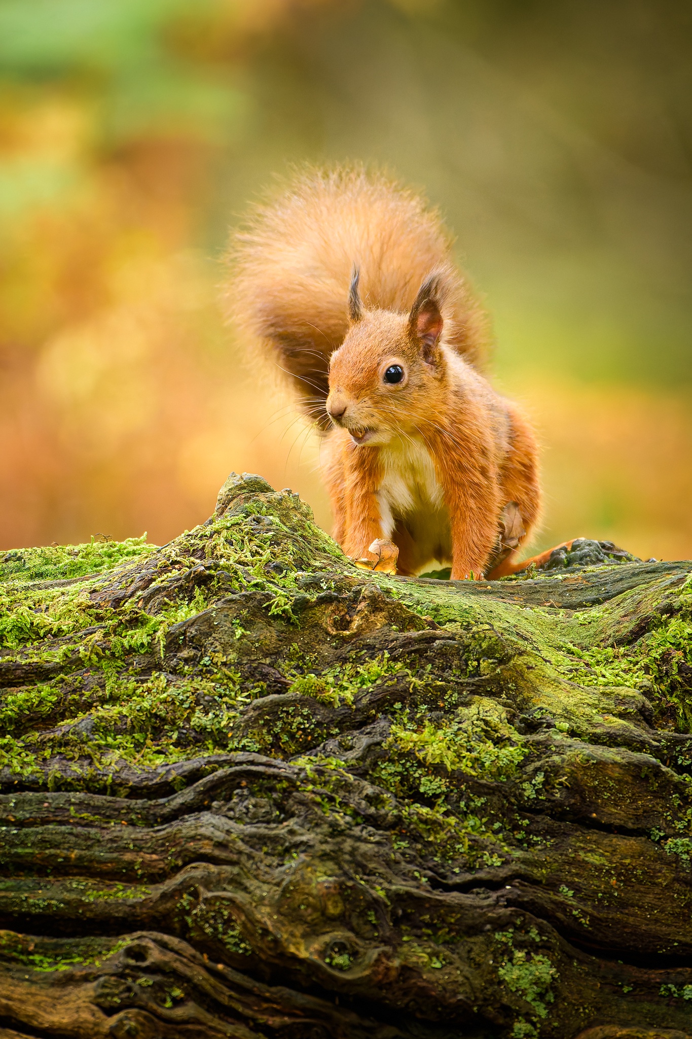 Meet Scotland's Adorable Red Squirrels!