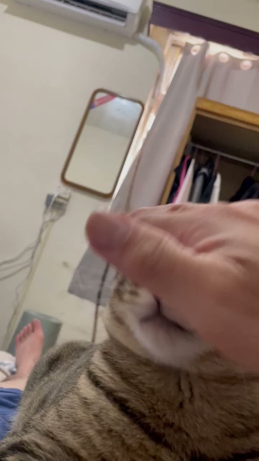 More cute cat shenanigans