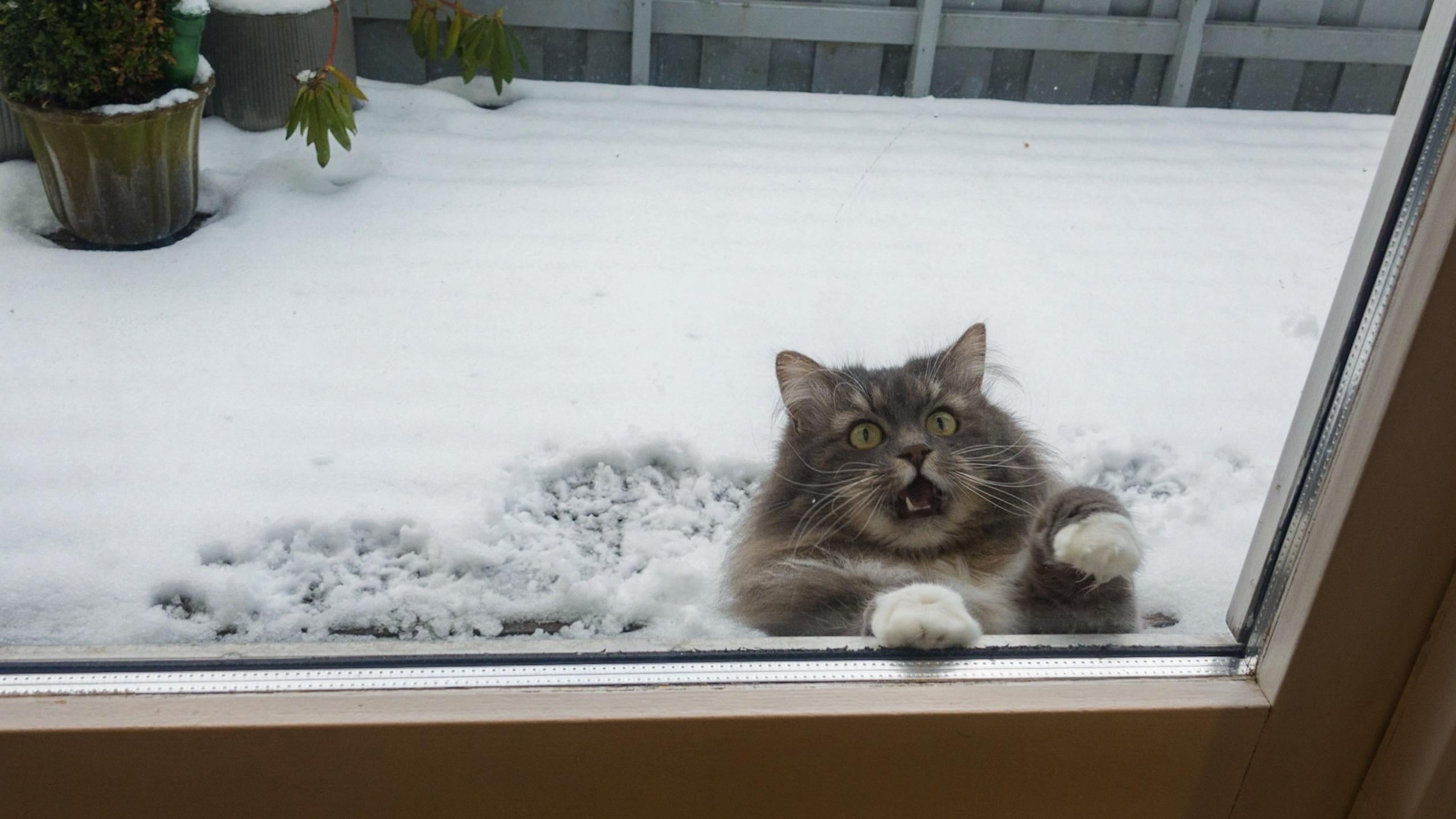 Please, Let Me Inside!