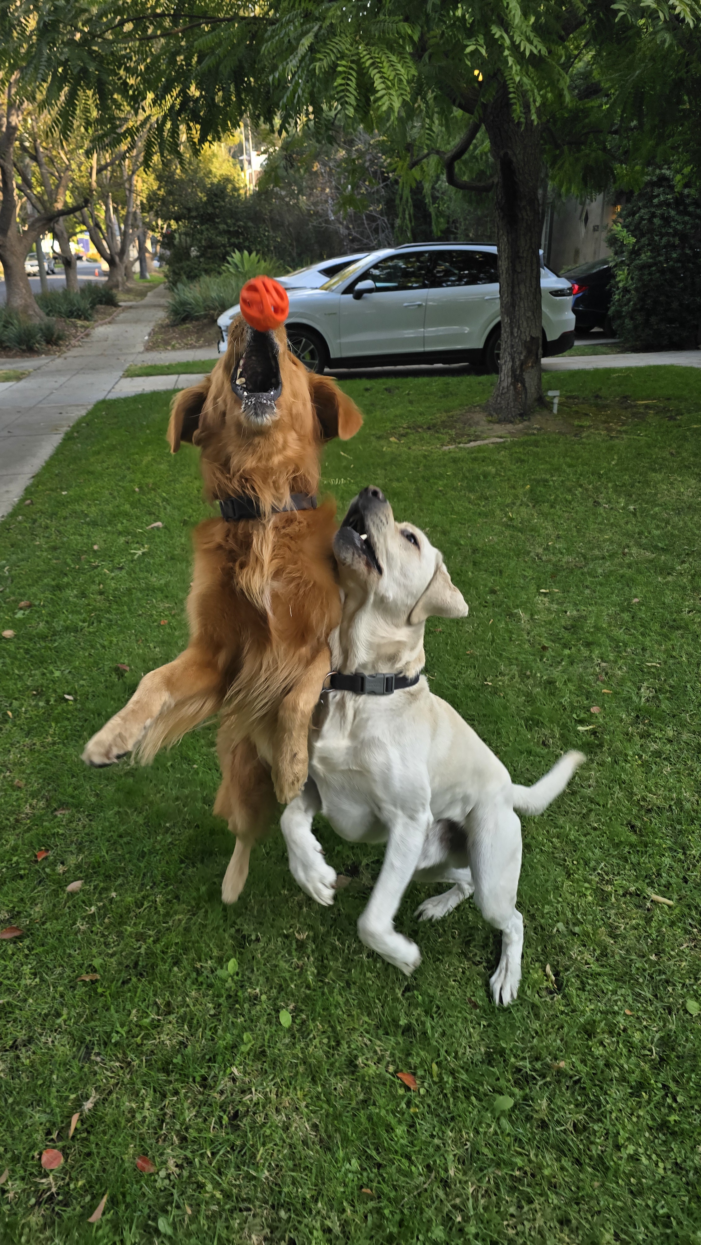 The Unlikely Duo: Shadow and Chance