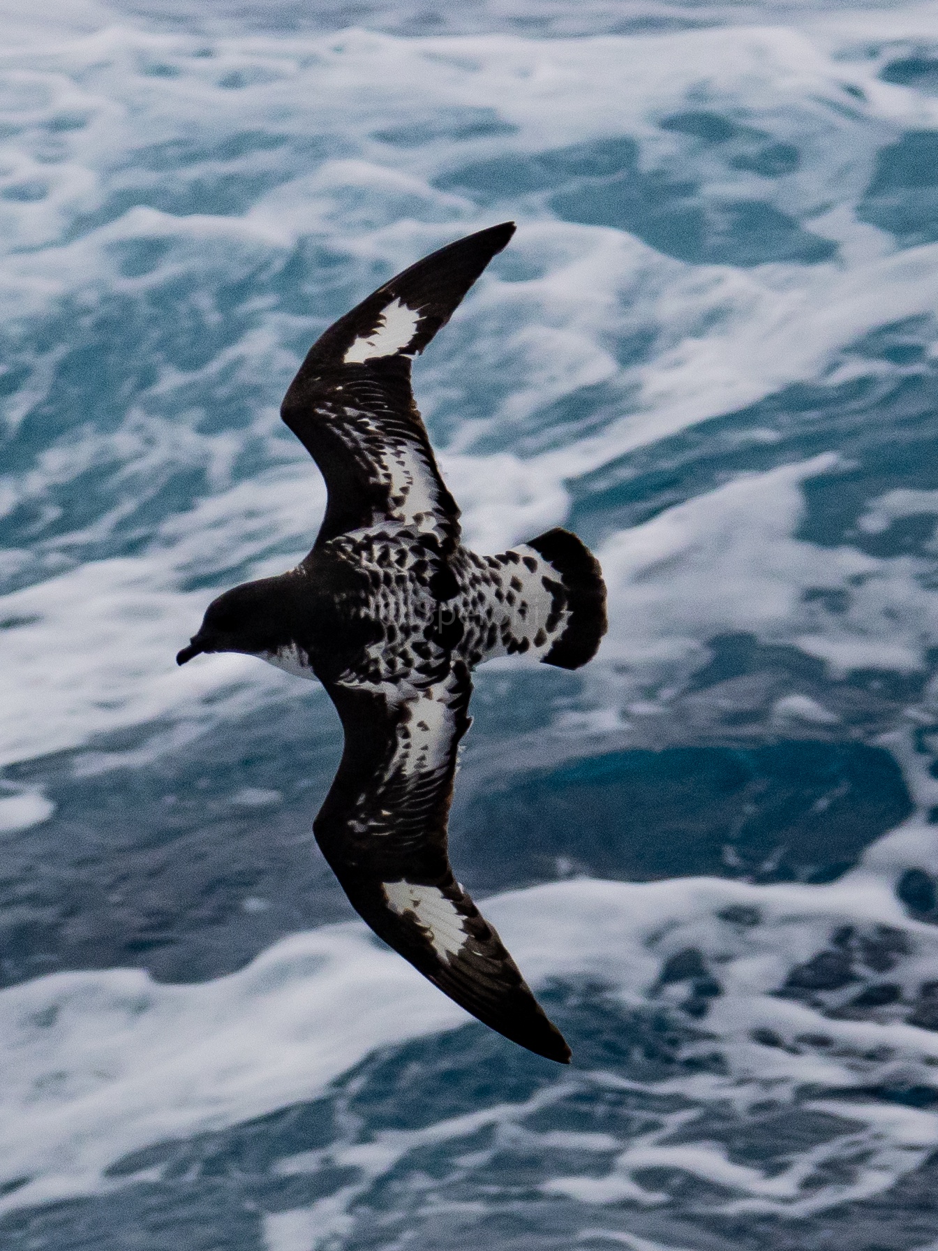 Cape Petrels in the Drake Passage: A Surprising Sight