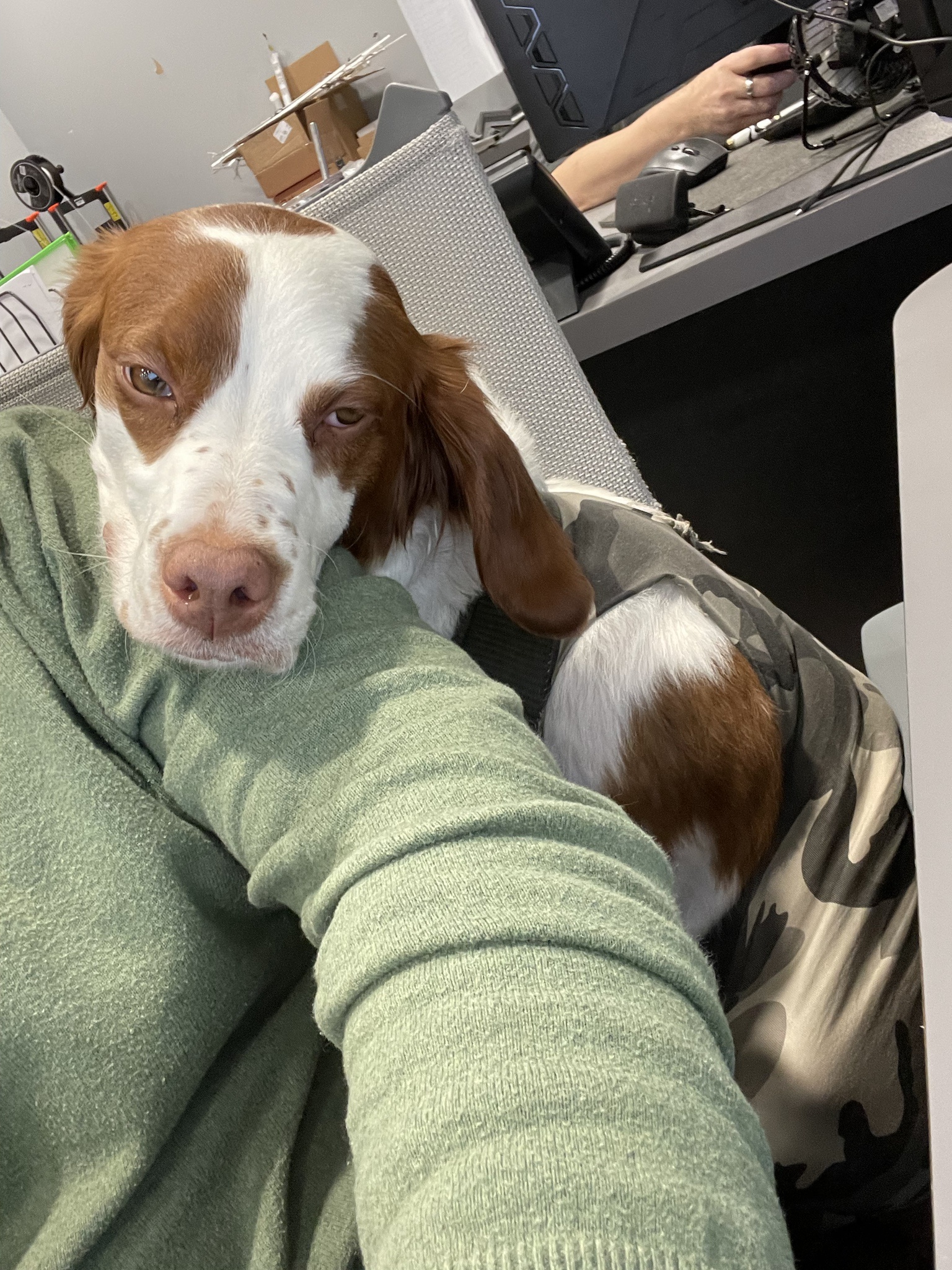 In Less Than a Month, Lily Has Claimed My Chair as Her Own