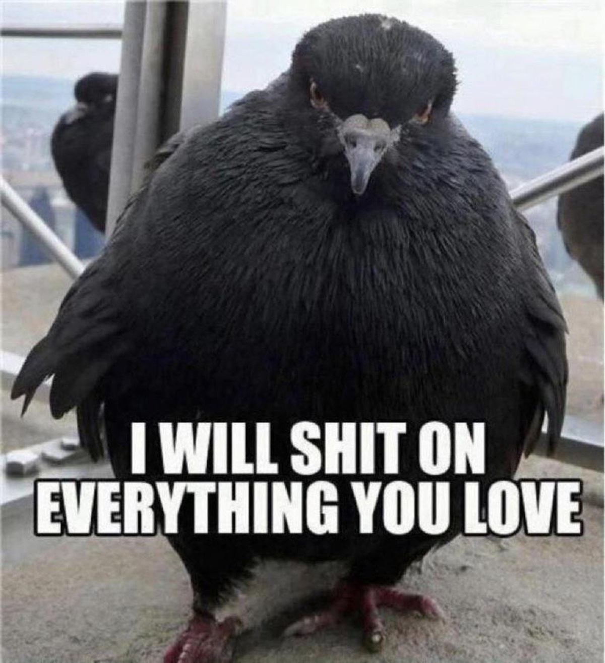When Birds Speak: The Hilarious Truth