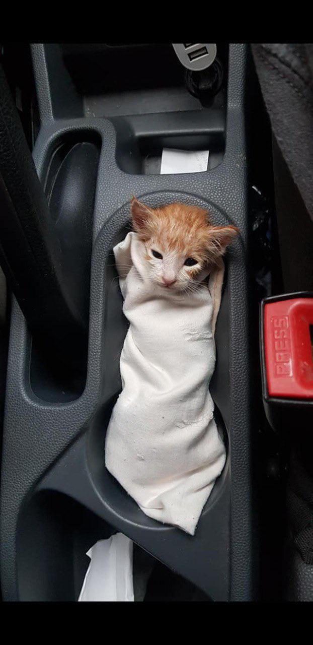 Found an Adorable Kitten in the Parking Lot: What Should I Do?