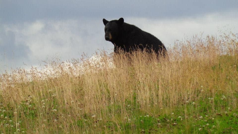Majestic Bear in Its Natural Habitat