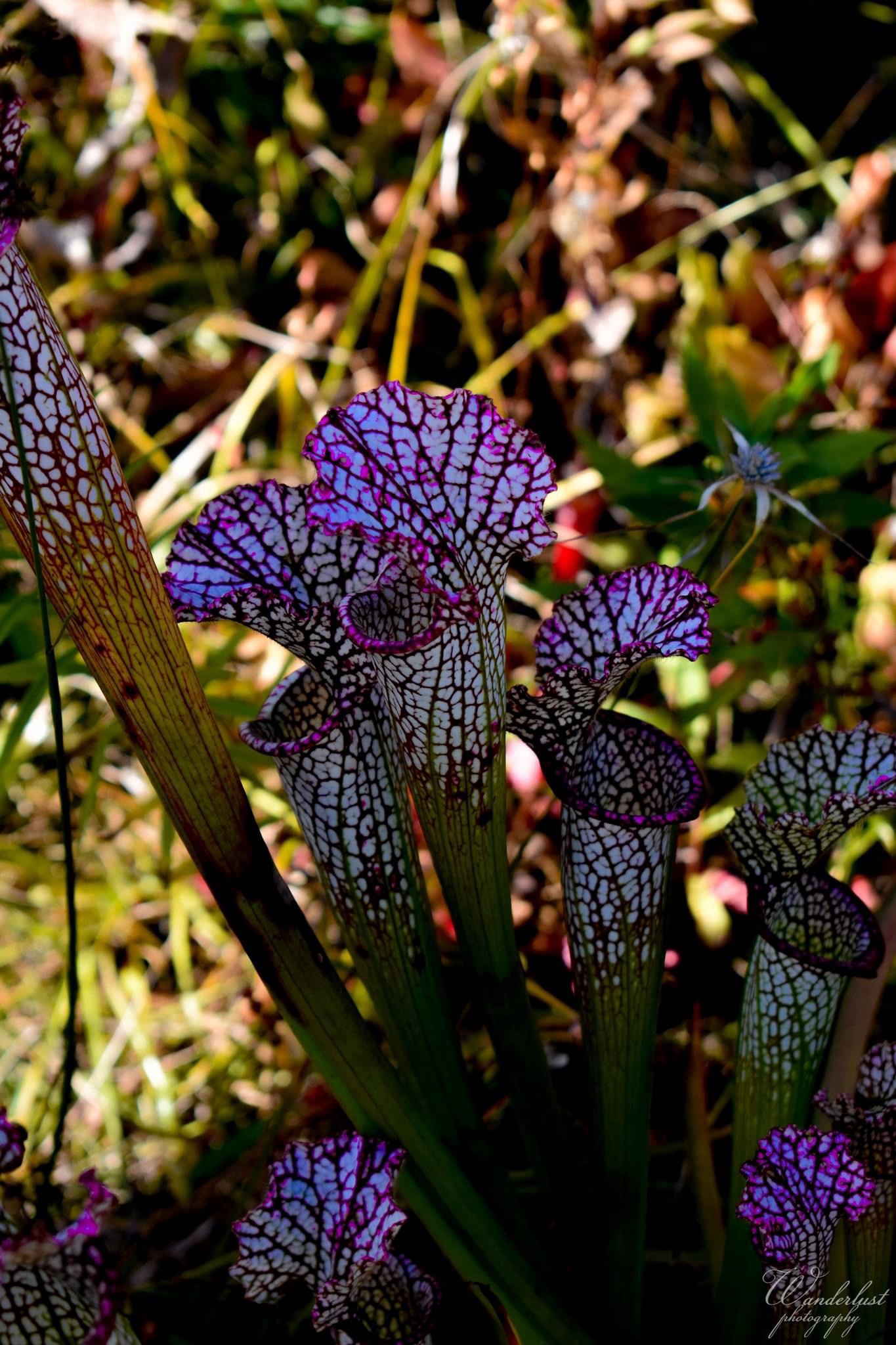 The Wonderful World of Plants