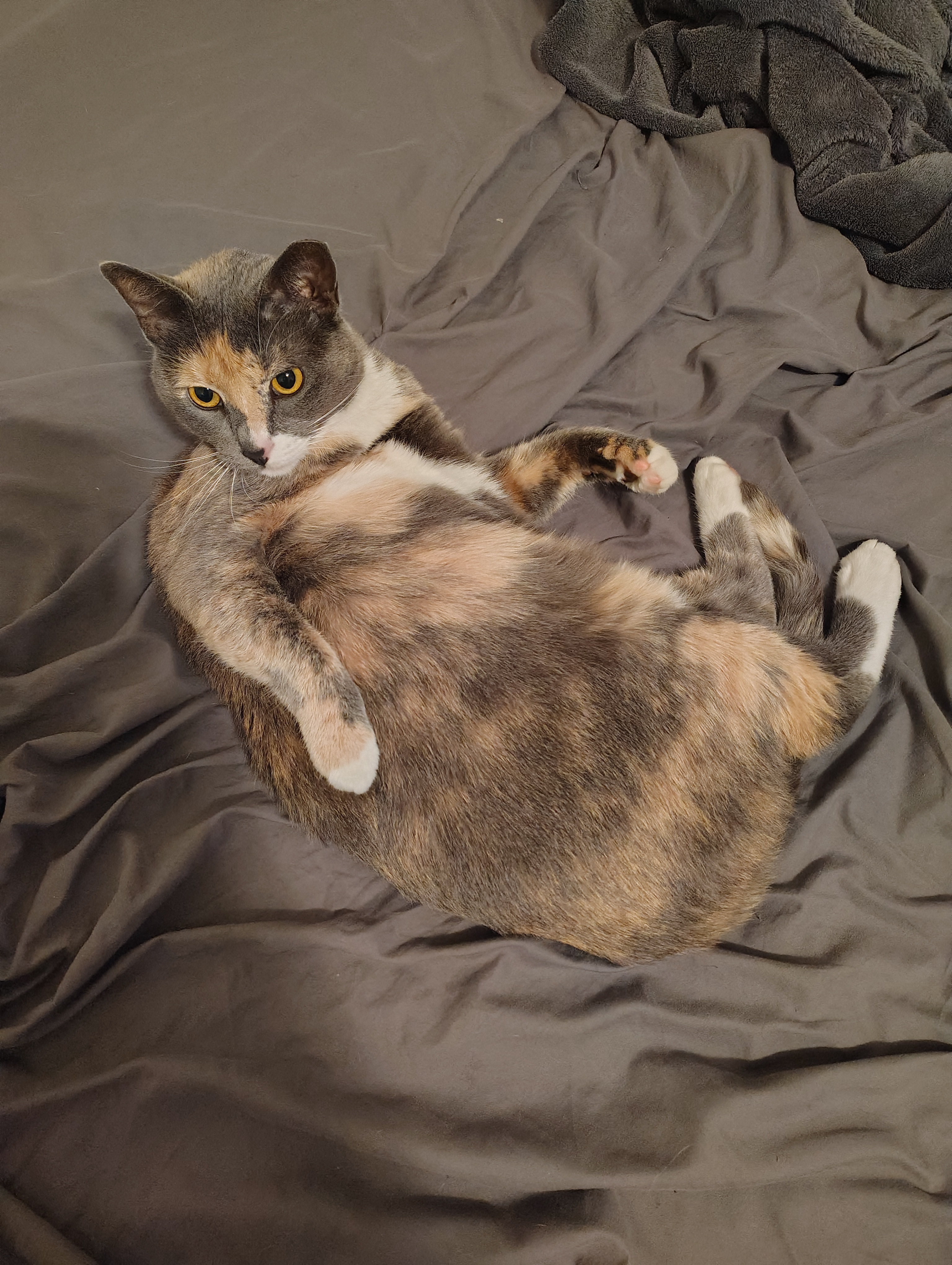 Meet Tortico: The Dumpster Baby I Discovered Last Year